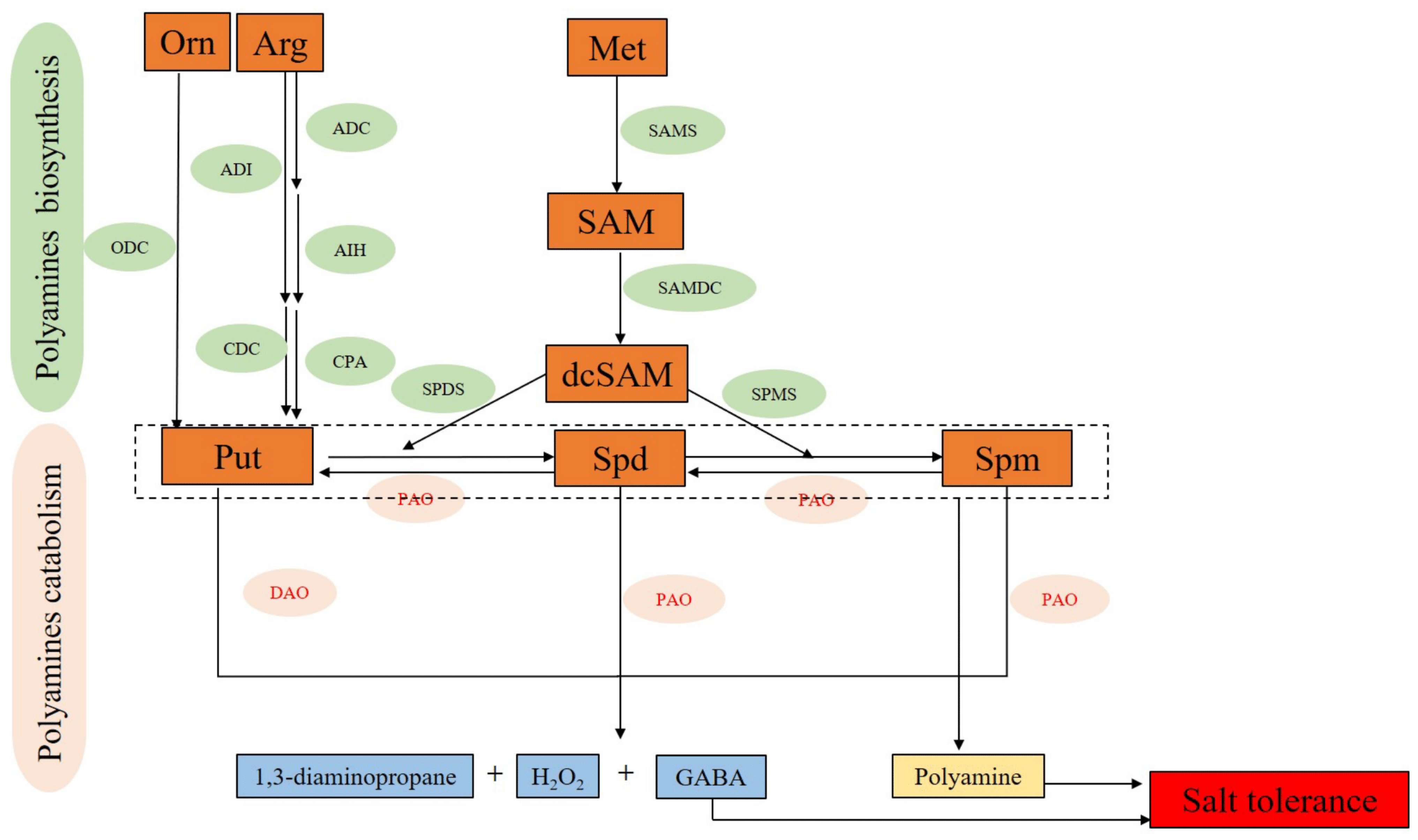 Ijms 24 09517 g003 Ijms 24 09517 g003