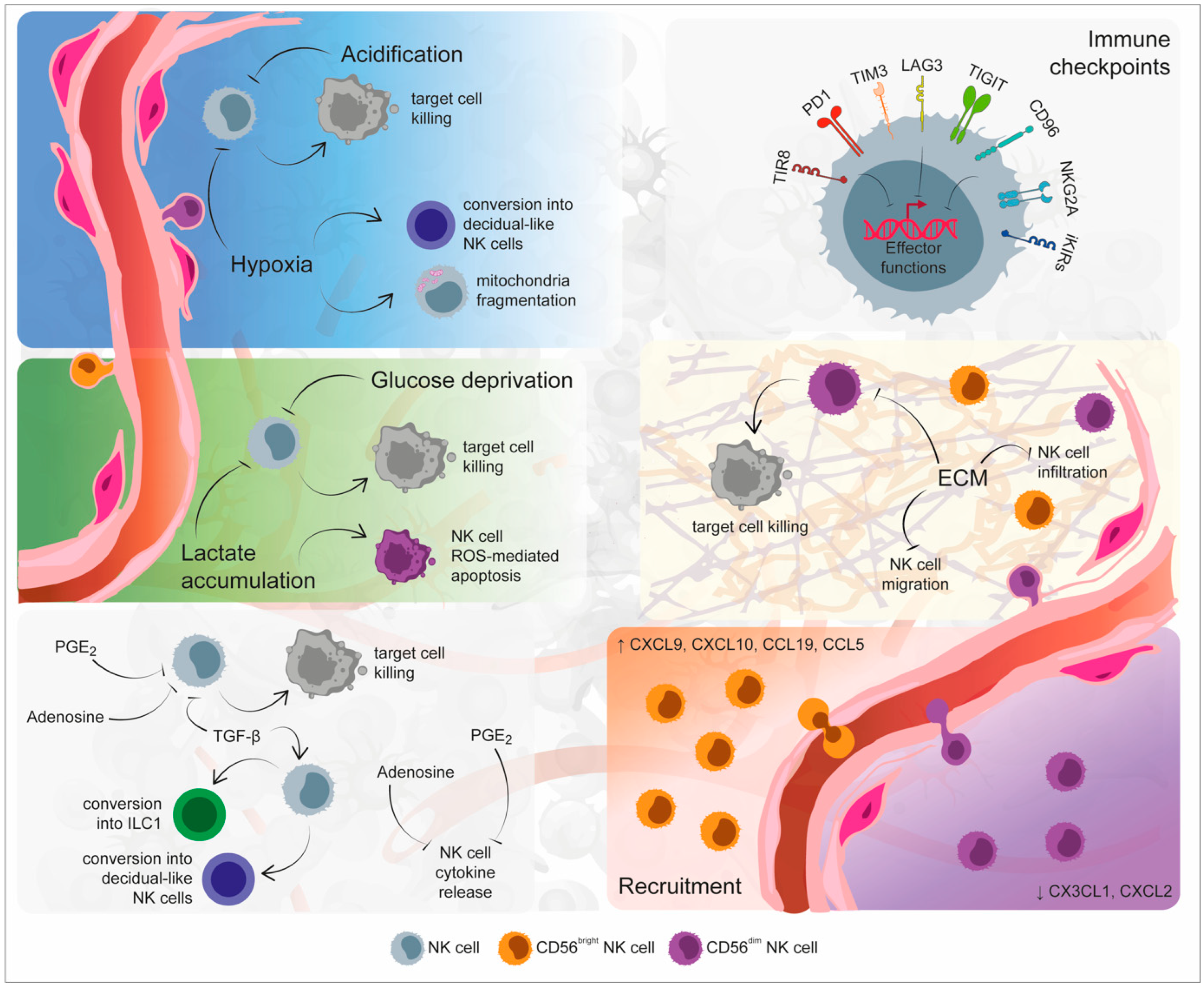 The NK cell–cancer cycle: advances and new challenges in NK cell