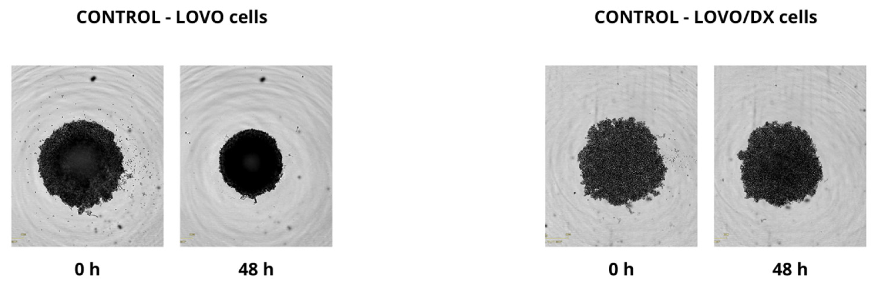 Ijms 24 09544 g013 Ijms 24 09544 g013