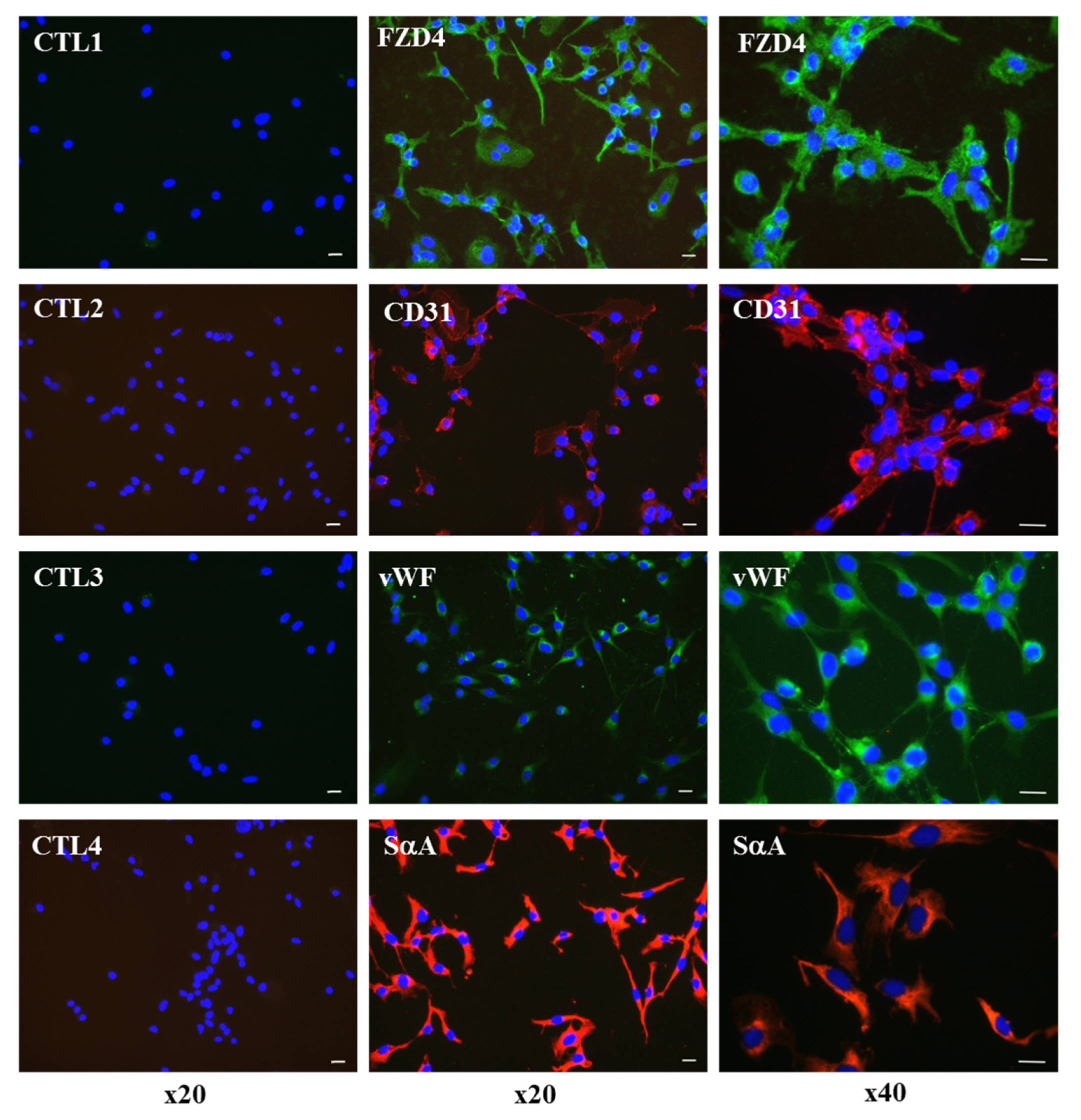 Ijms 24 09551 g008 Ijms 24 09551 g008