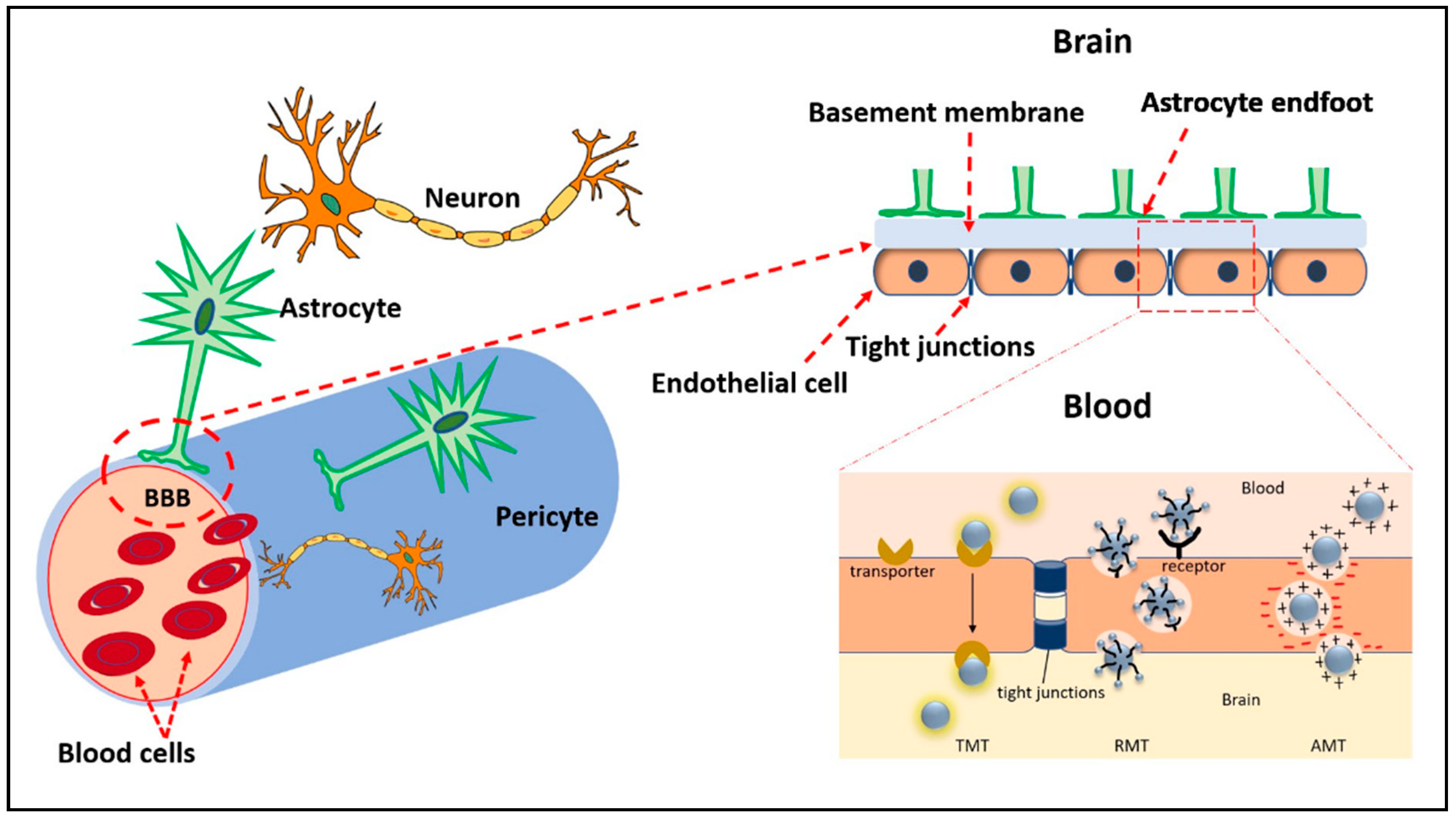 Ijms 24 09562 g004 Ijms 24 09562 g004
