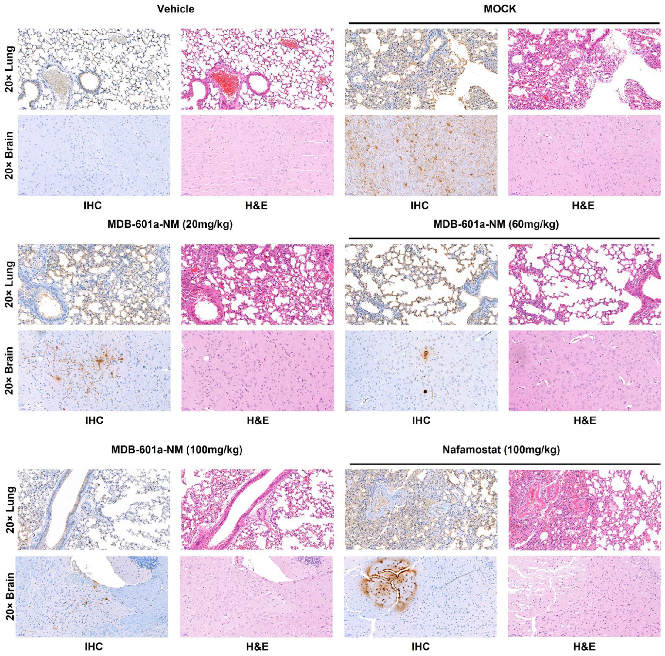 Ijms 24 09579 g004 Ijms 24 09579 g004