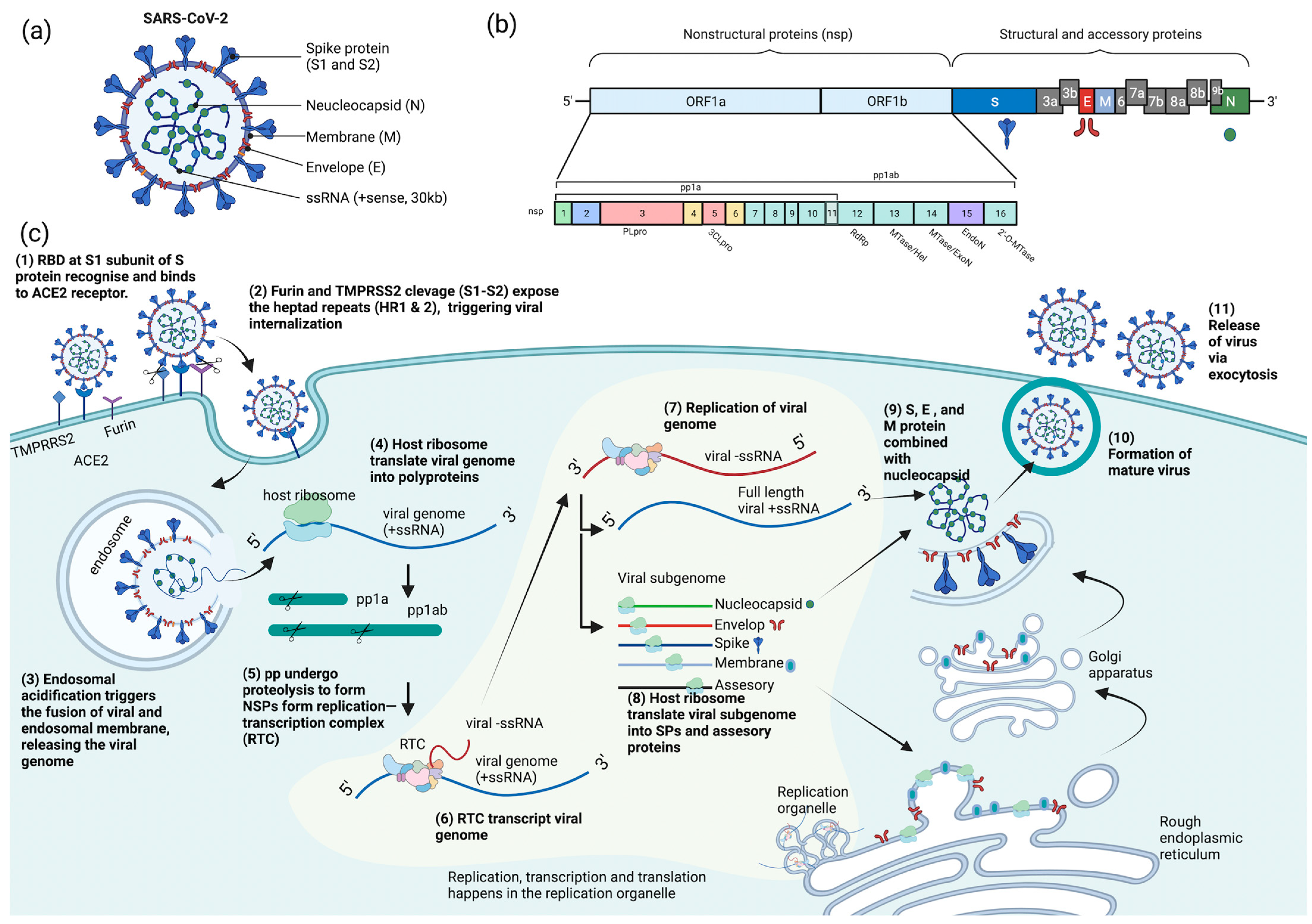 IJMS | Free Full-Text | COVID-19 Therapeutic Potential of Natural Products