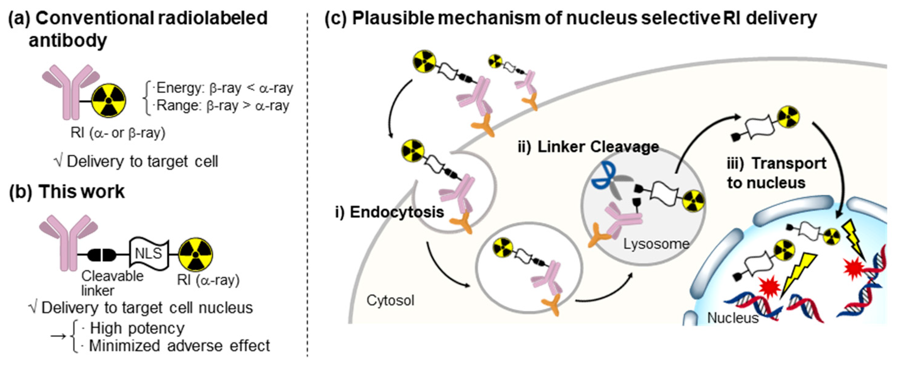 IJMS Free FullText Exploring a NuclearSelective Radioisotope