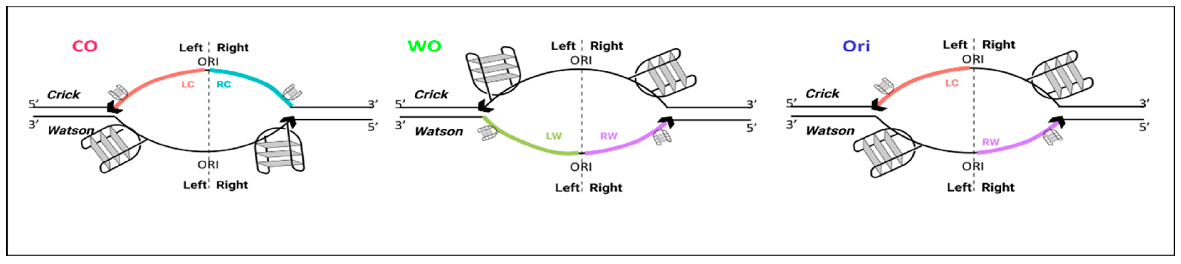 IJMS Free FullText Characterization of Unidirectional Replication