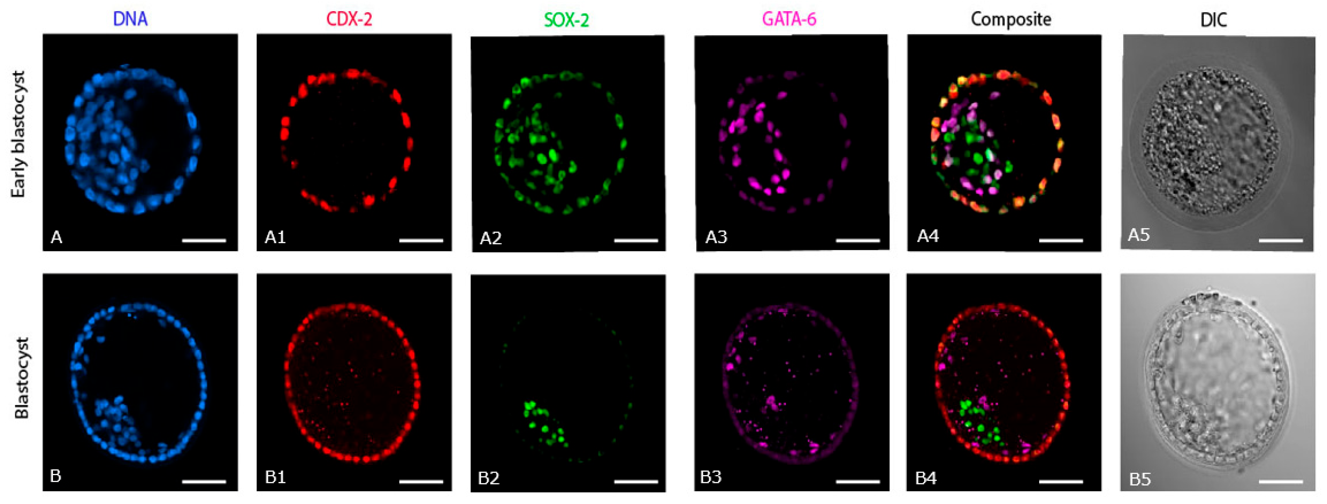 Ijms 24 09619 g001 Ijms 24 09619 g001