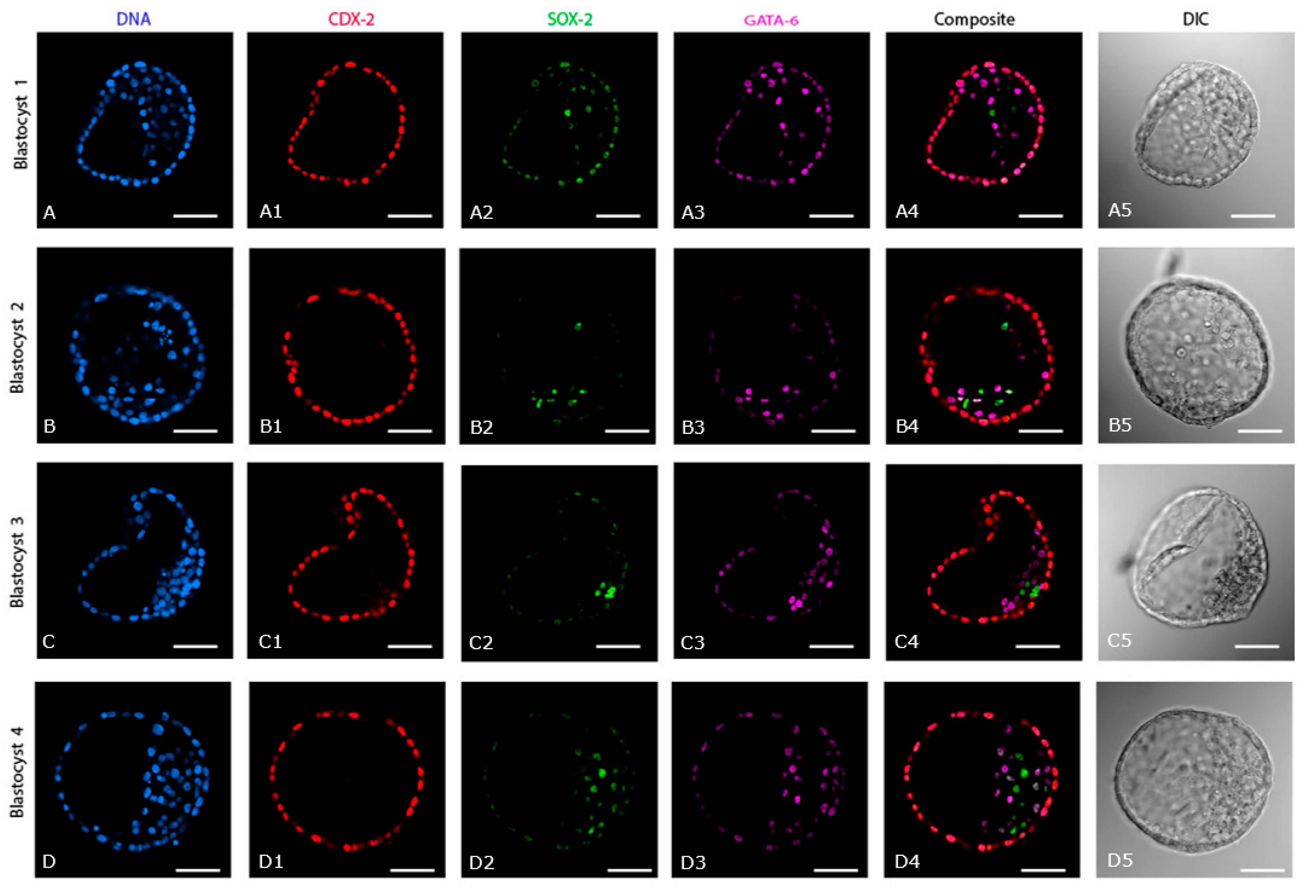 Ijms 24 09619 g002 Ijms 24 09619 g002