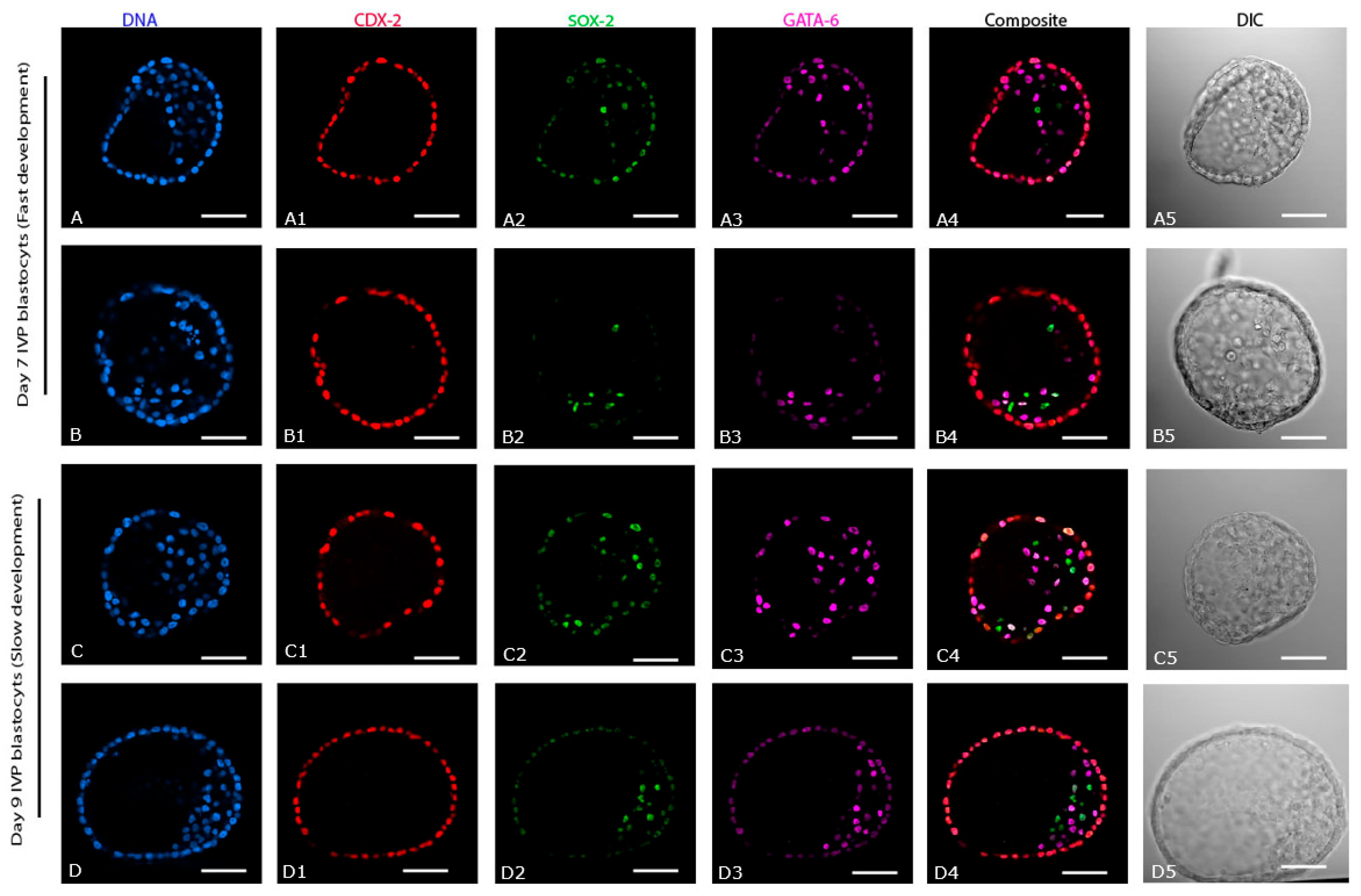 Ijms 24 09619 g004 Ijms 24 09619 g004