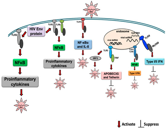 Toll-like Receptor Response to Human Immunodeficiency Virus