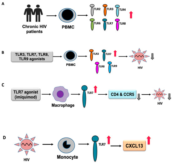 Toll-like Receptor Response to Human Immunodeficiency Virus