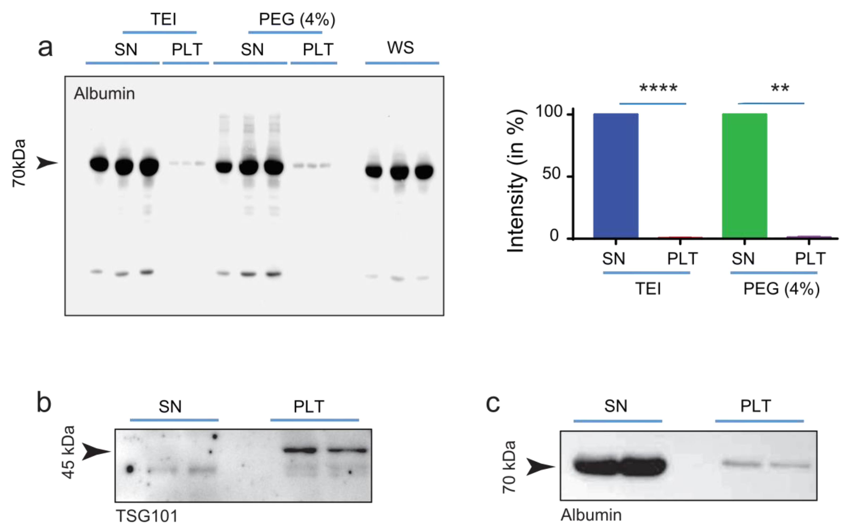 Ijms 24 09631 g003 Ijms 24 09631 g003