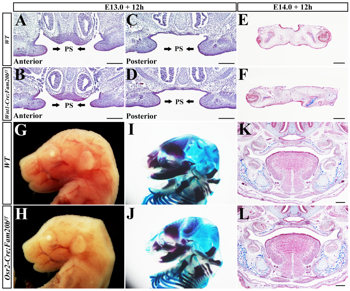 Ijms 24 09634 g002 Ijms 24 09634 g002