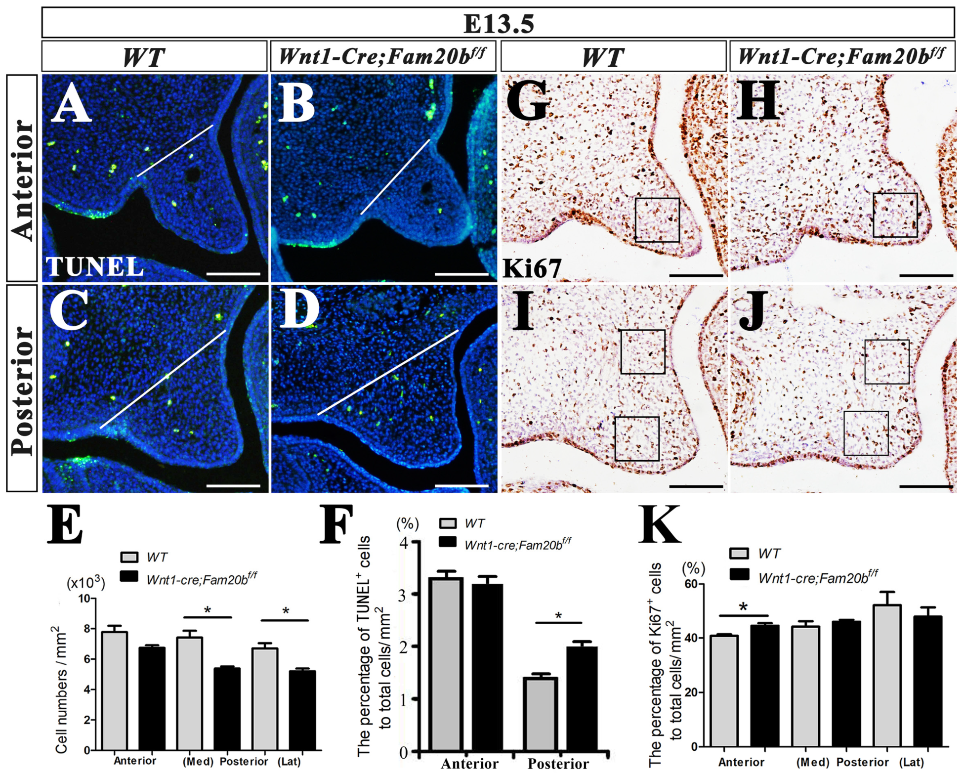 Ijms 24 09634 g004 Ijms 24 09634 g004