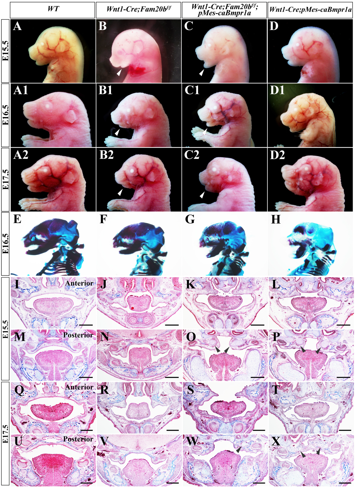 Ijms 24 09634 g007 Ijms 24 09634 g007