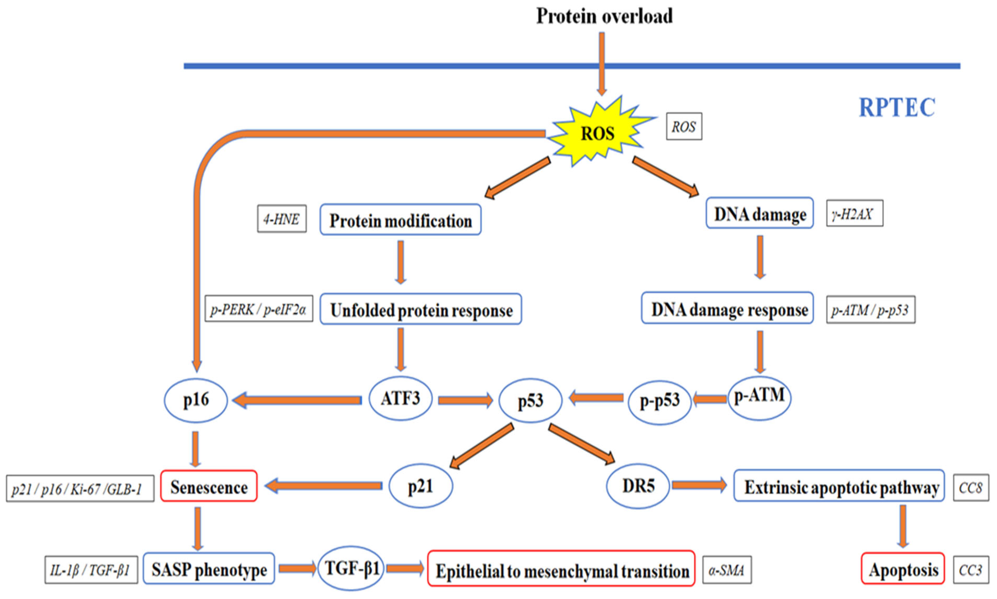 Ijms 24 09640 g006 Ijms 24 09640 g006