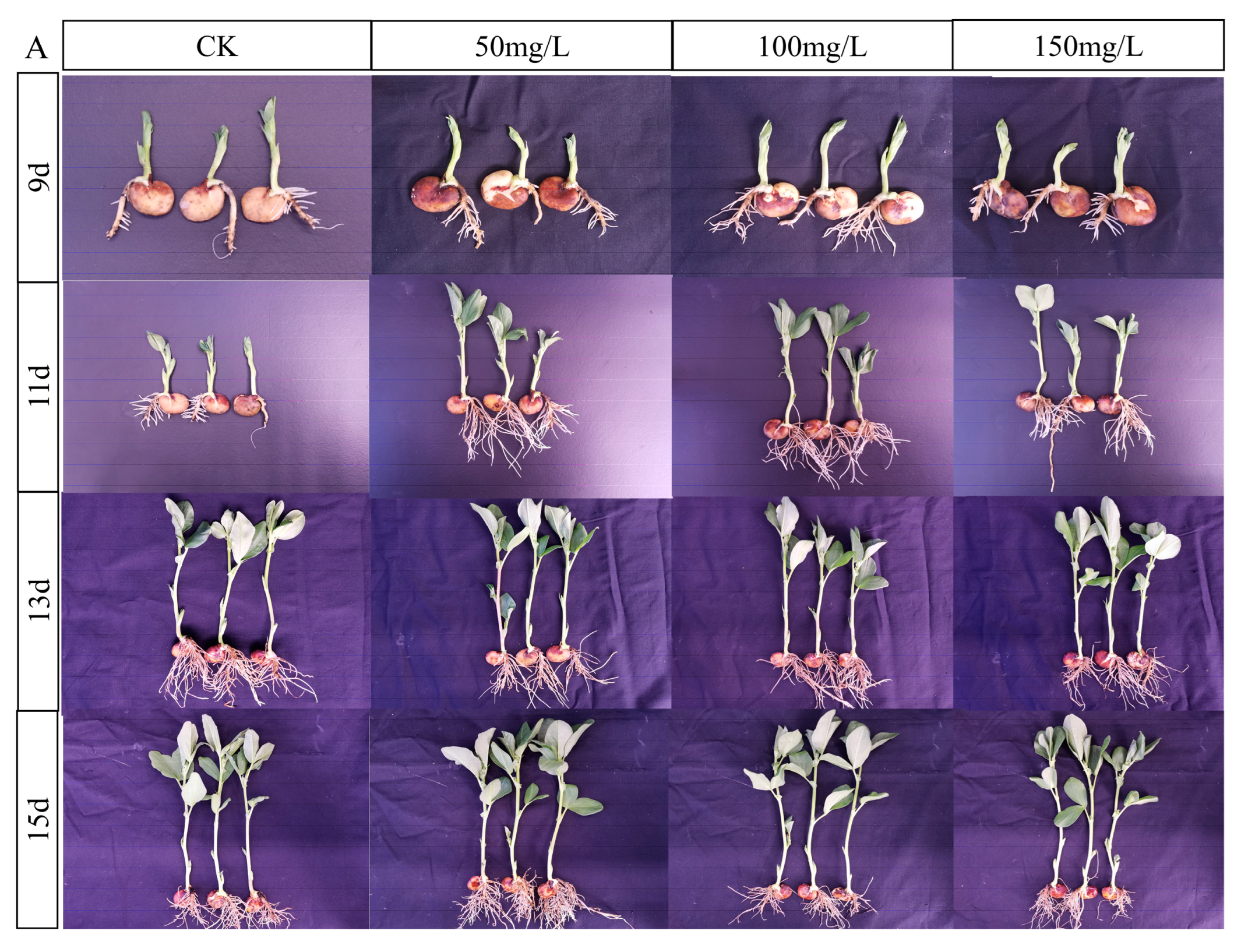 Ijms 24 09659 g002a Ijms 24 09659 g002a