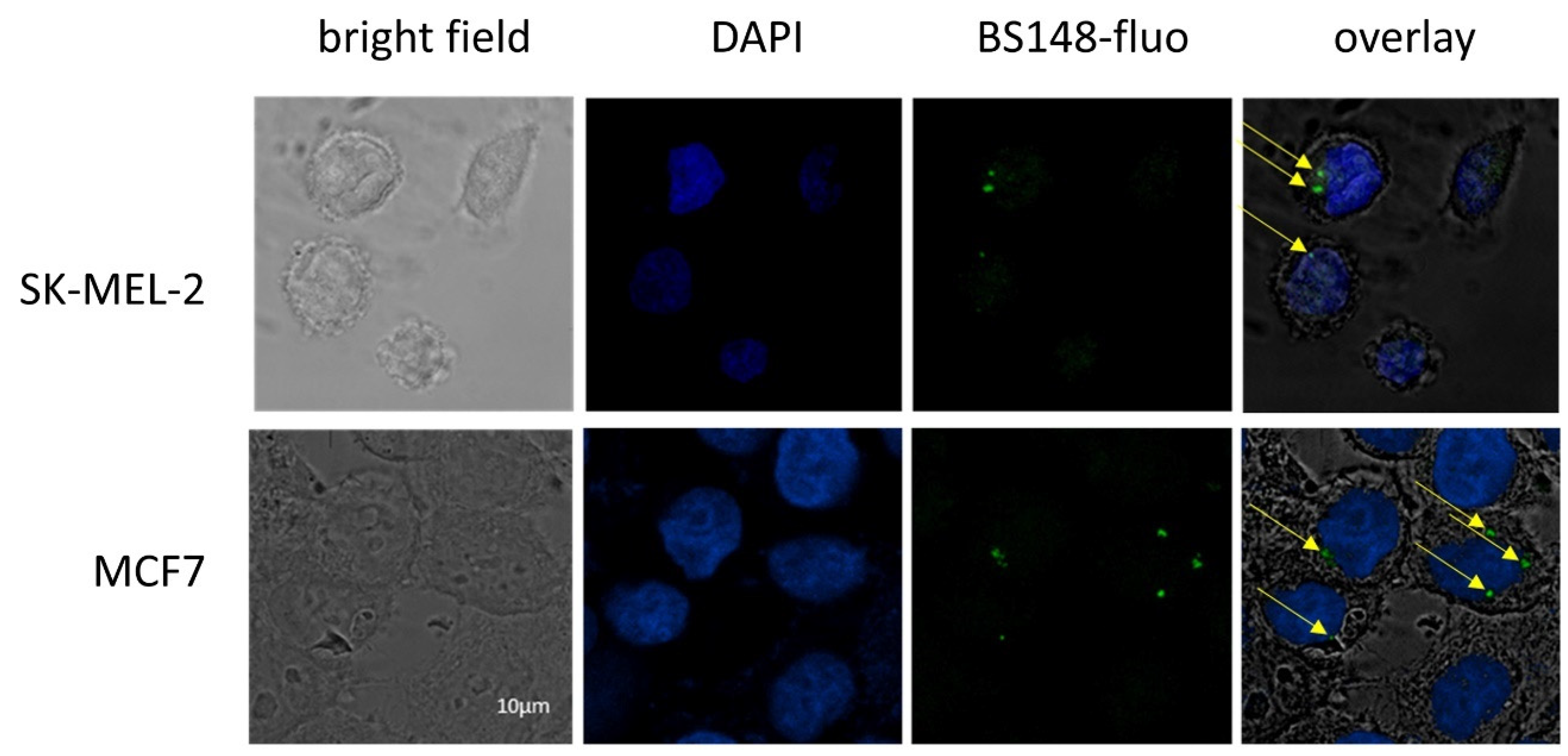 Ijms 24 09684 g003 Ijms 24 09684 g003