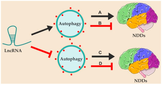The Emerging Role of Autophagy-Associated lncRNAs in the