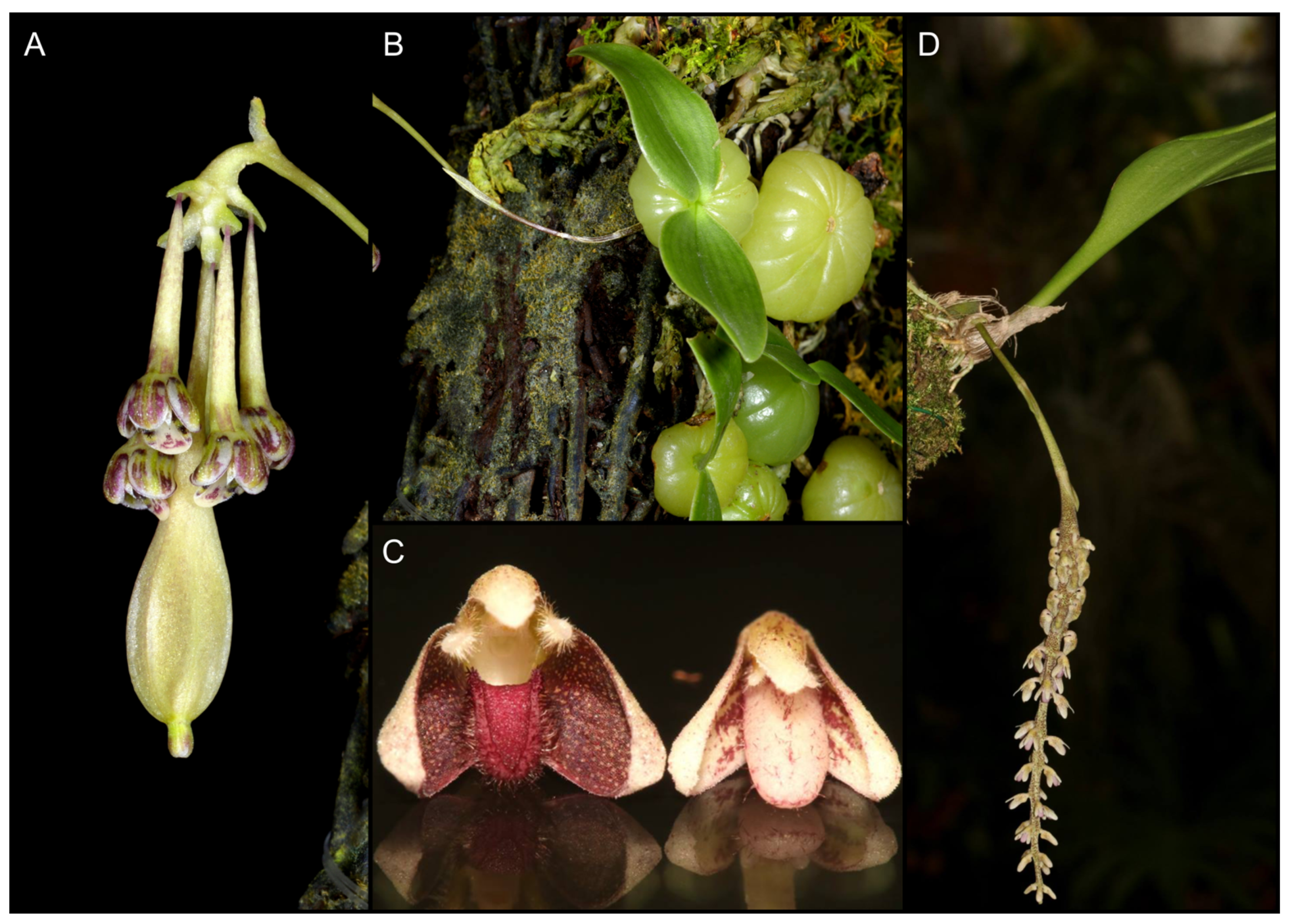 Ijms 24 09709 g001 Ijms 24 09709 g001