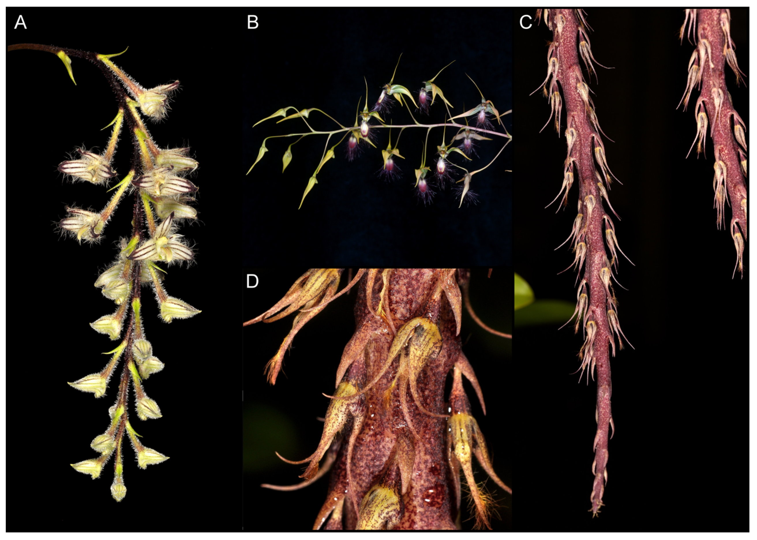 Ijms 24 09709 g005 Ijms 24 09709 g005