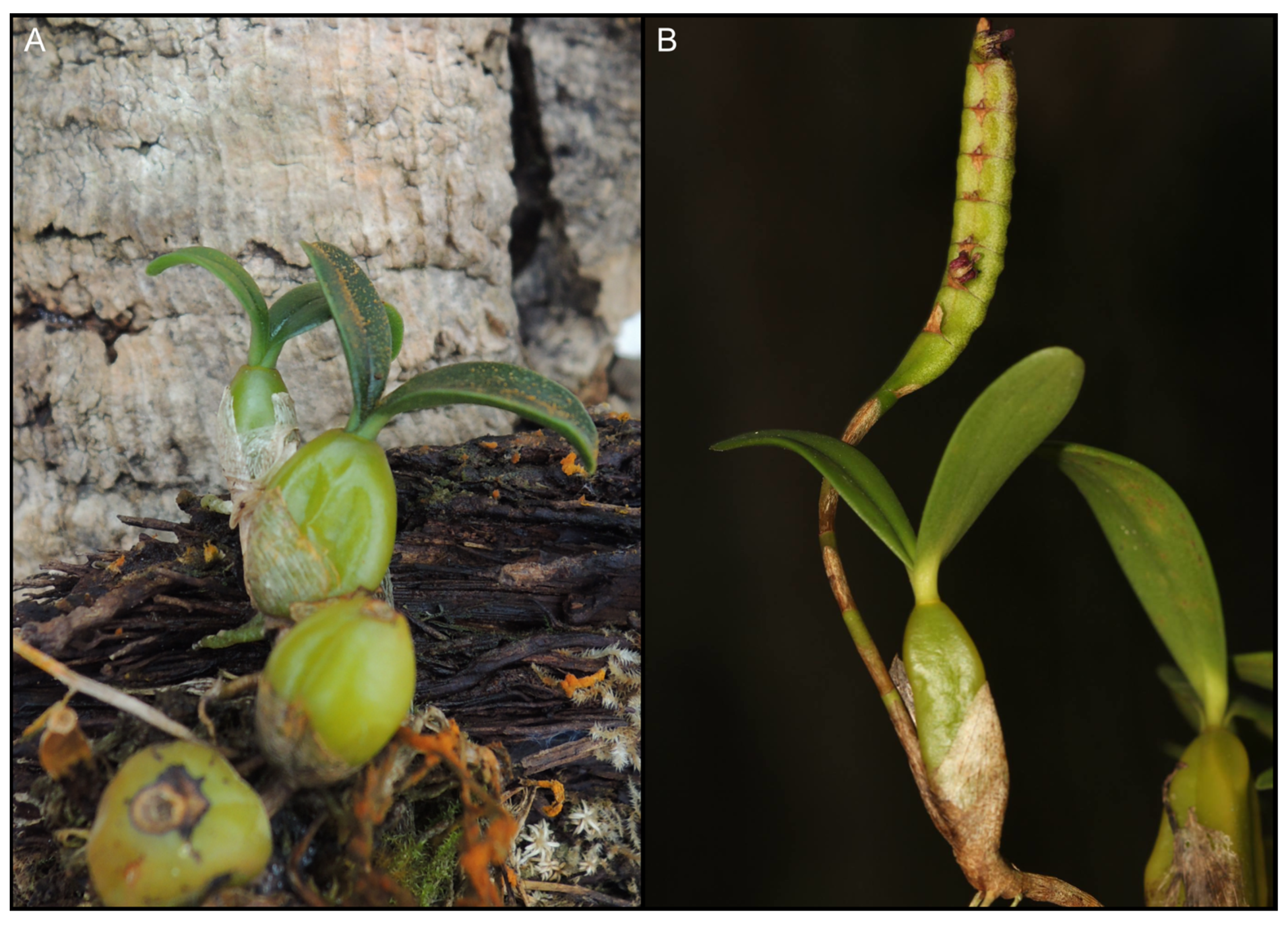 Ijms 24 09709 g006 Ijms 24 09709 g006