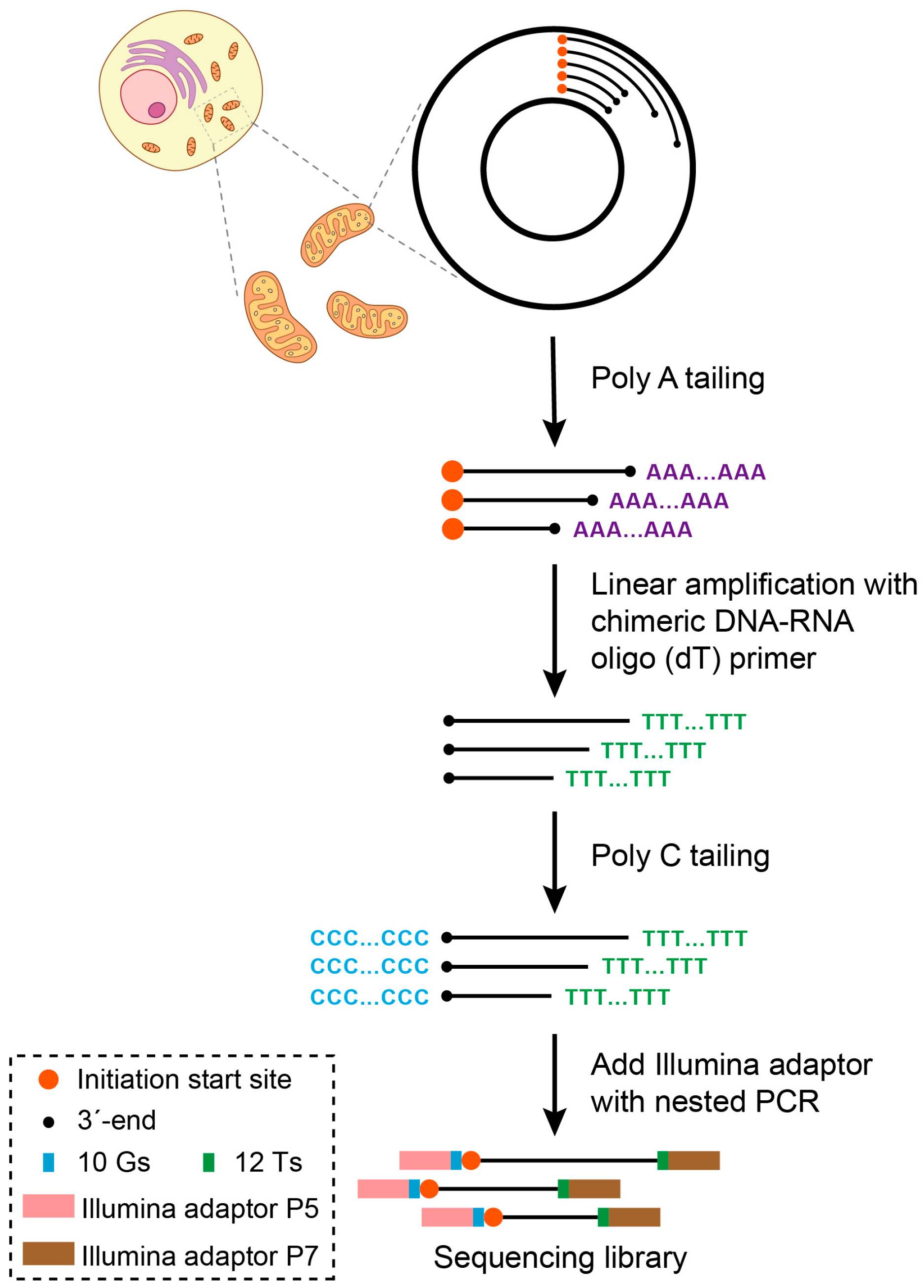 Ijms 24 09711 g001 Ijms 24 09711 g001