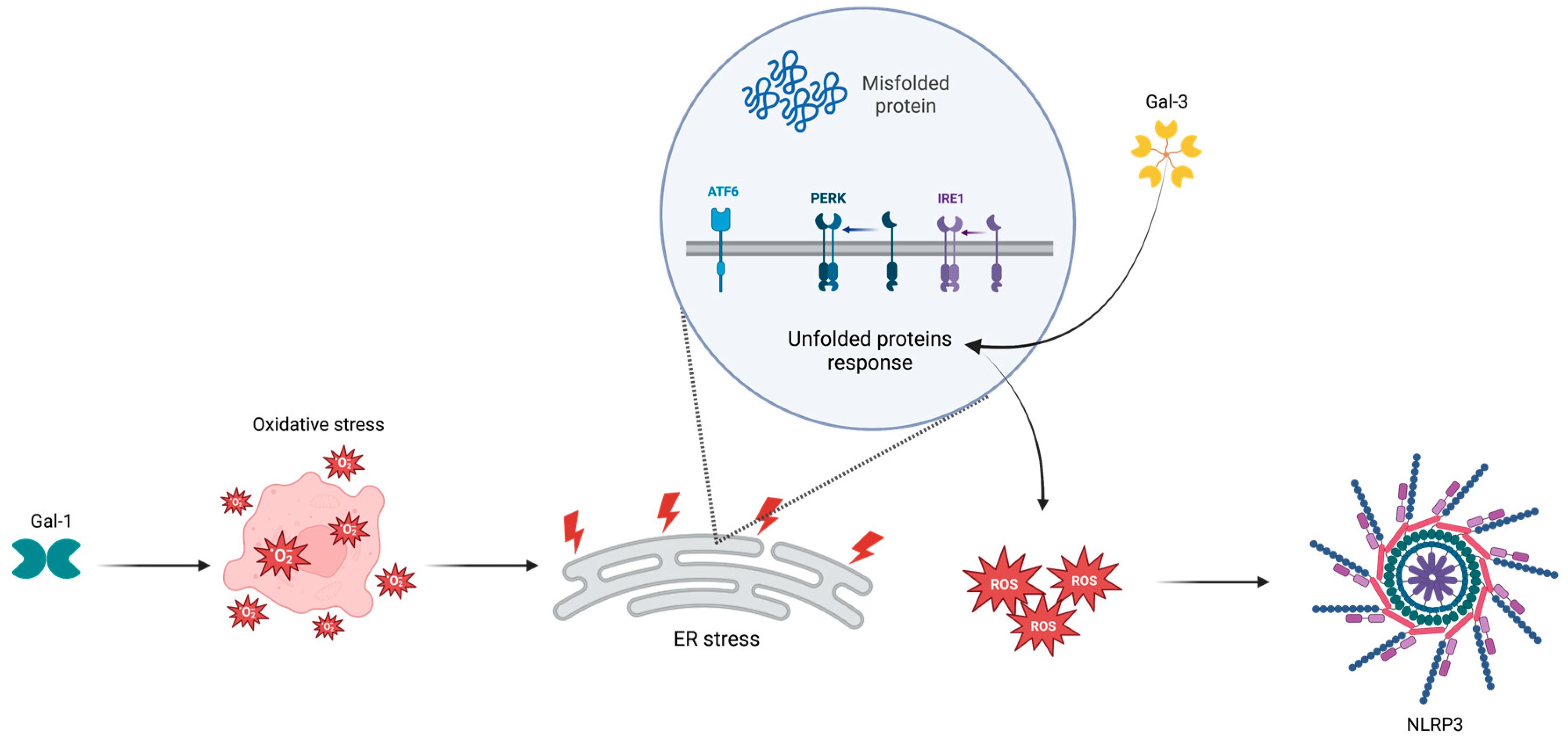 IJMS | Free Full-Text | Inhibition of Galectins and the P2X7 Purinergic  Receptor as a Therapeutic Approach in the Neurovascular Inflammation of  Diabetic Retinopathy