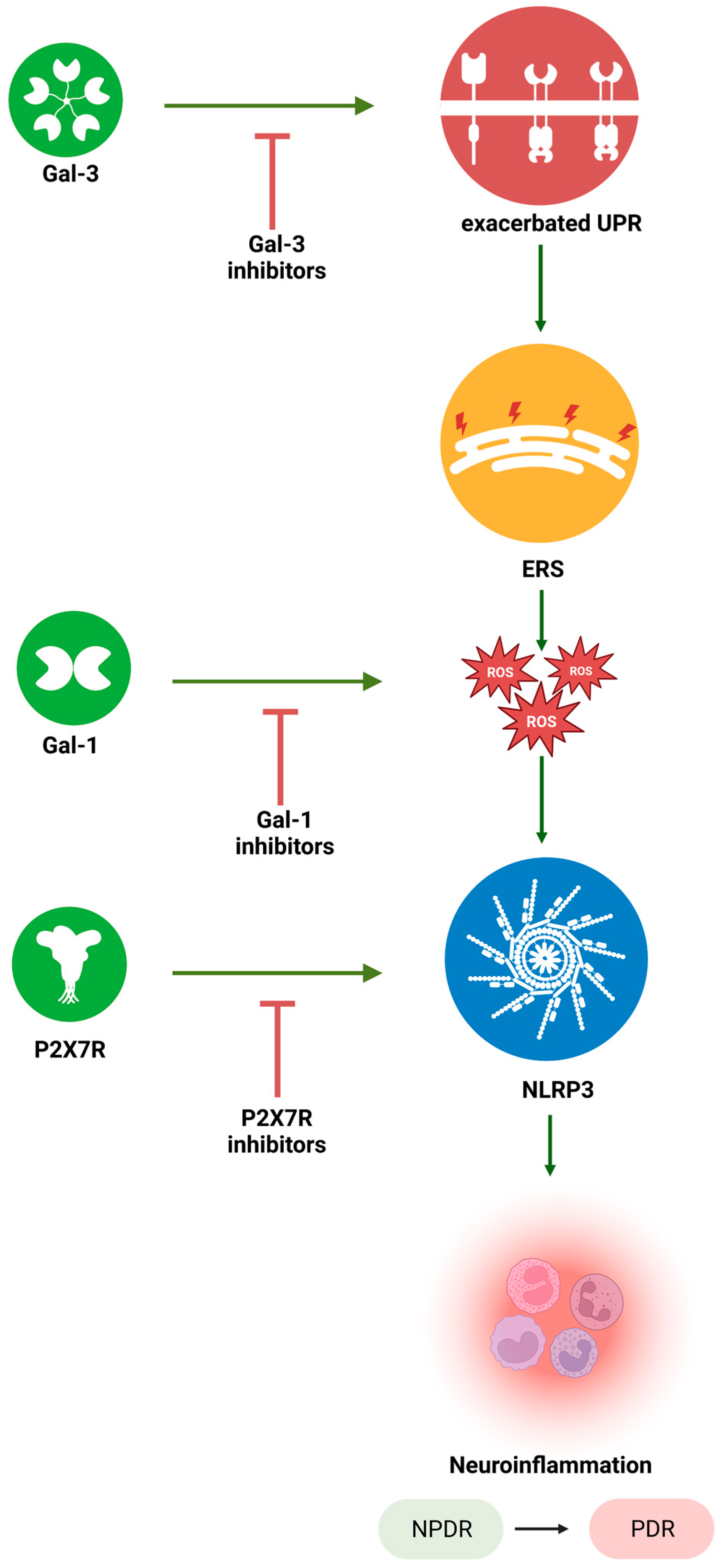 Ijms 24 09721 g003 Ijms 24 09721 g003