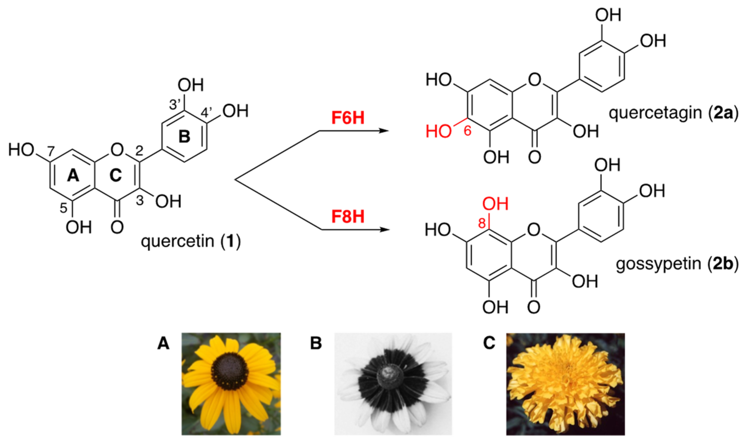 Ijms 24 09724 g001 Ijms 24 09724 g001