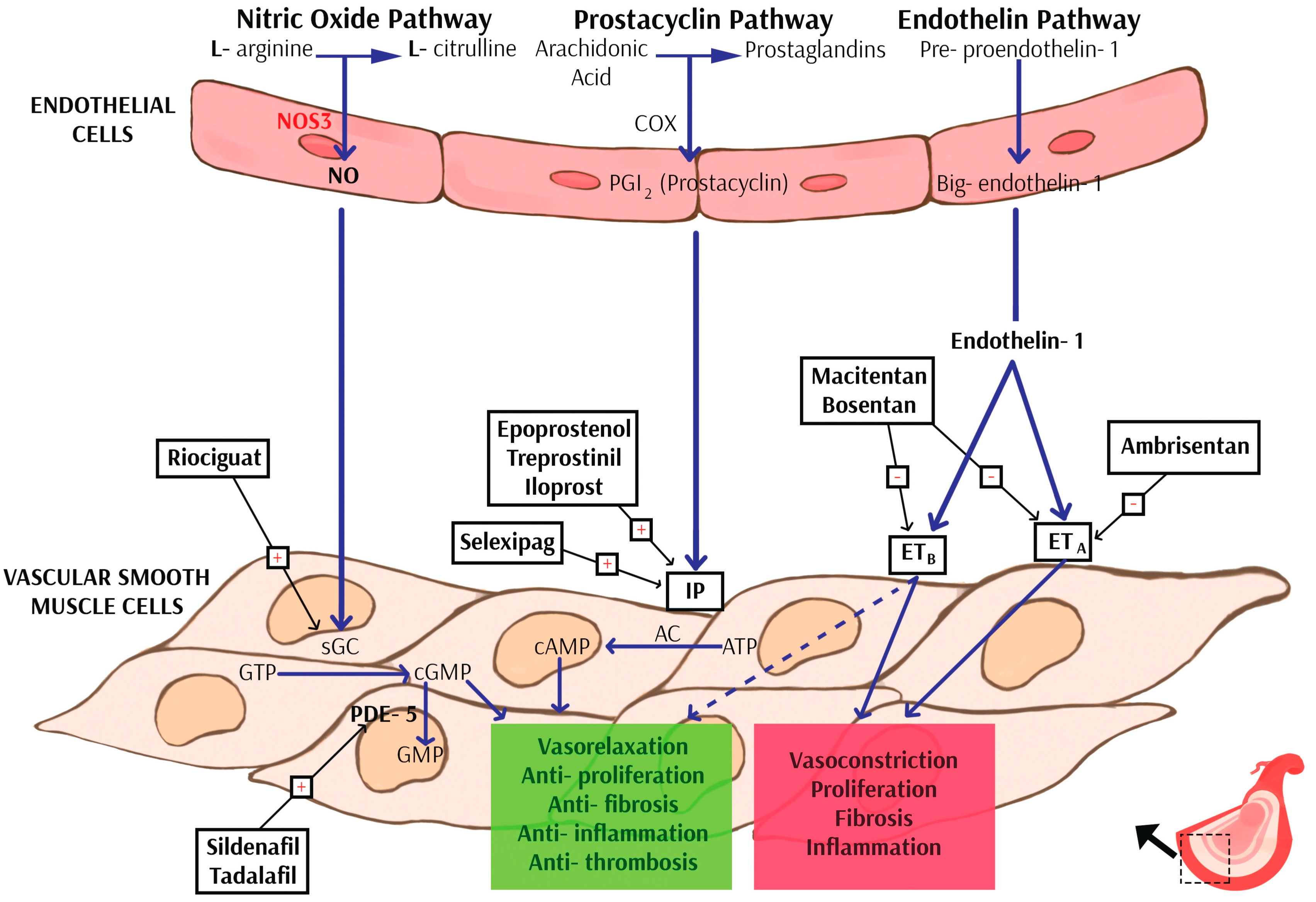 Ijms 24 09735 g001 Ijms 24 09735 g001