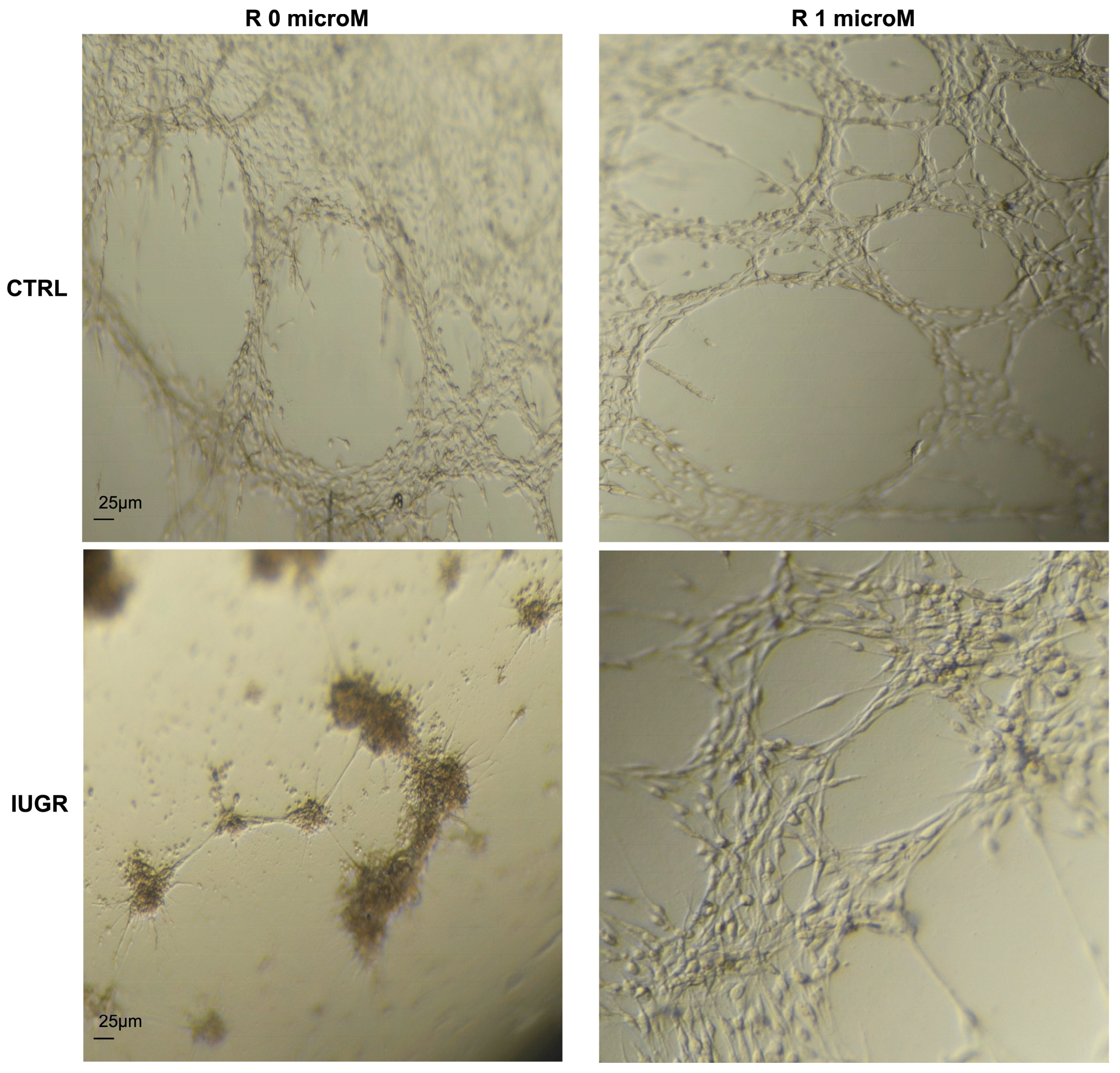 Ijms 24 09747 g002 Ijms 24 09747 g002