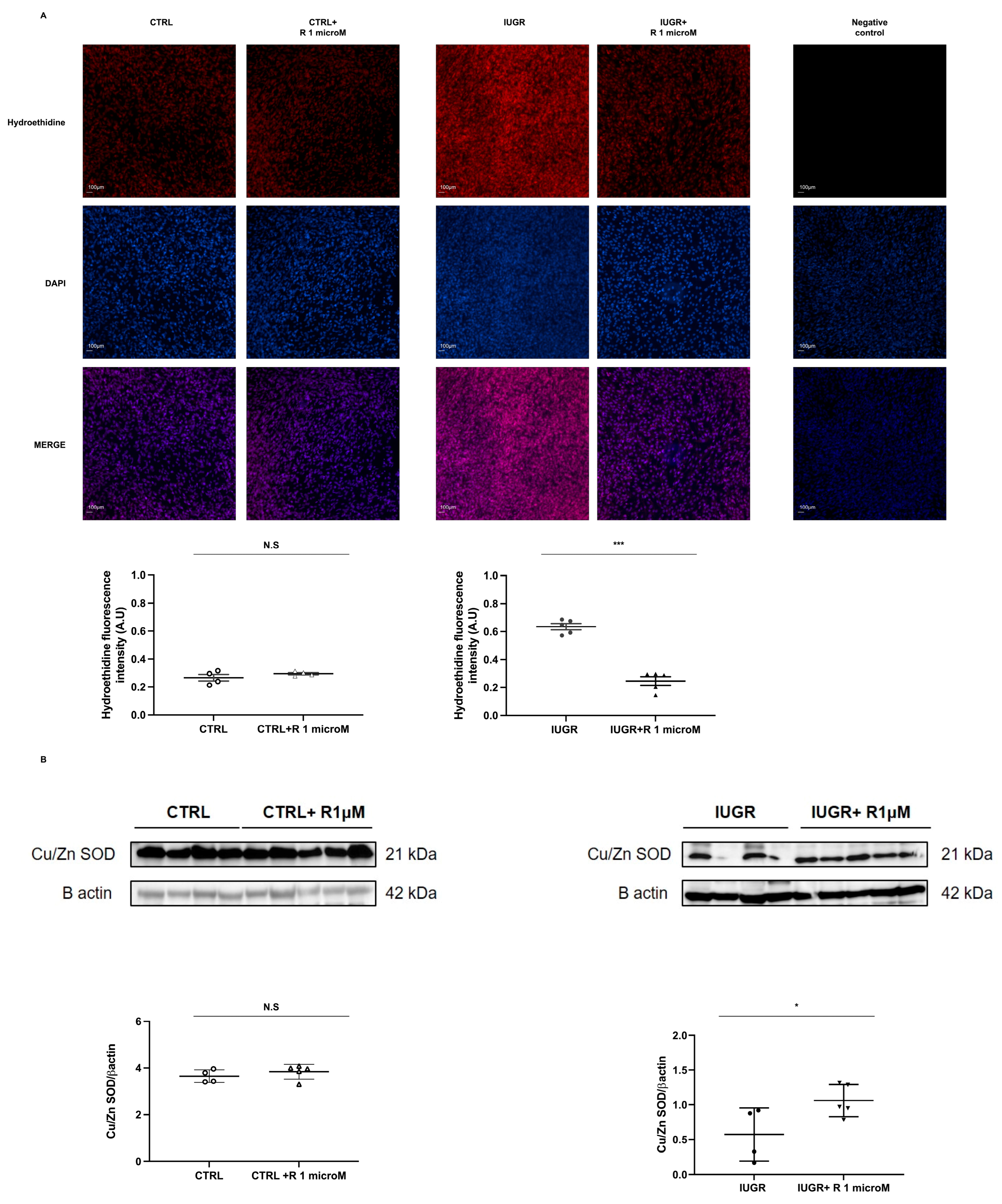 Ijms 24 09747 g006 Ijms 24 09747 g006