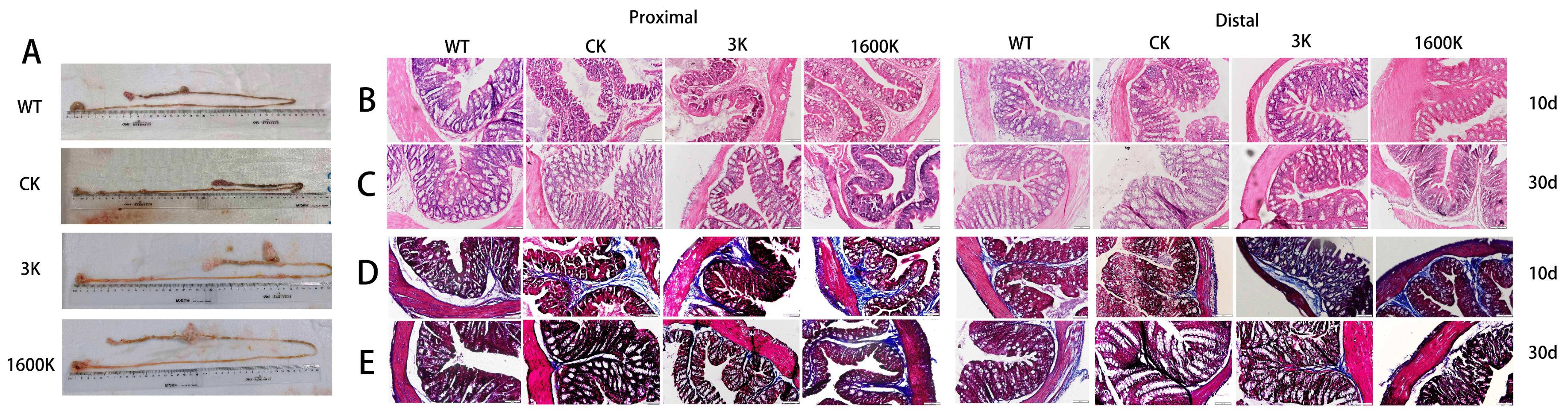 Ijms 24 09757 g002 Ijms 24 09757 g002