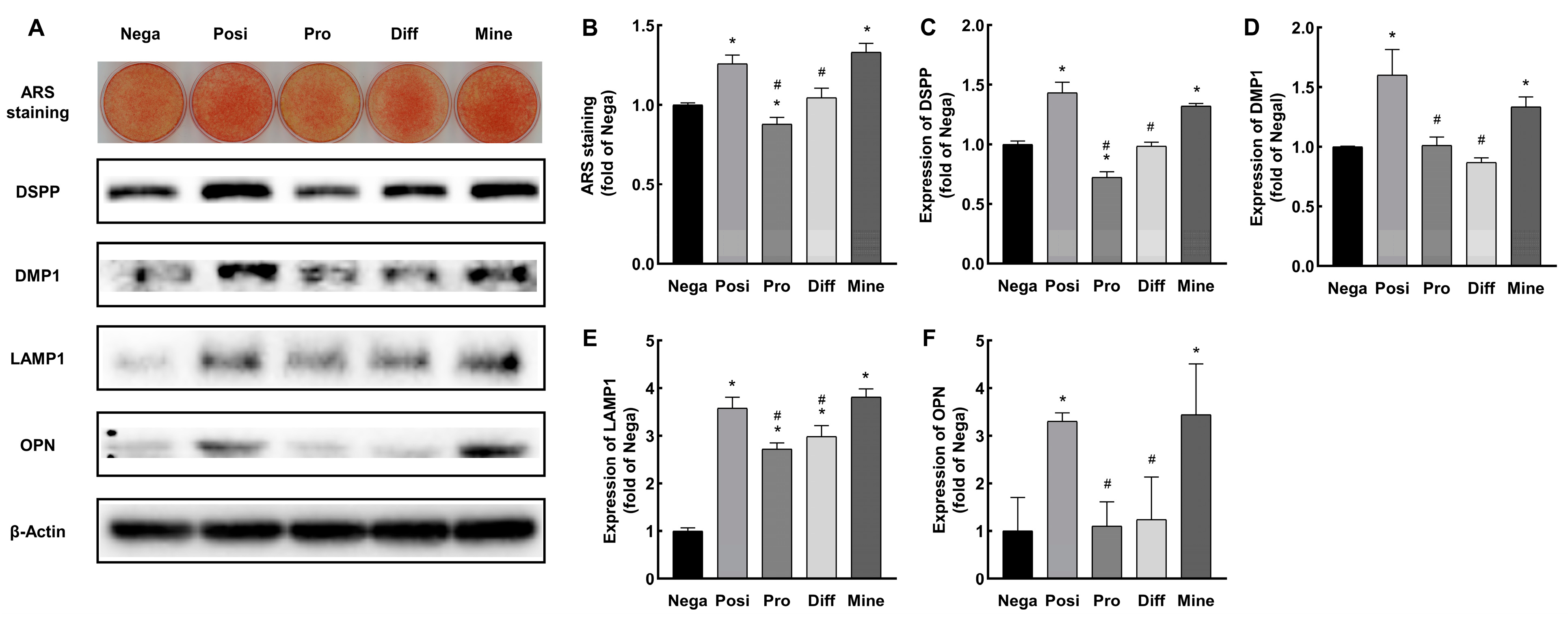 Ijms 24 09767 g003 Ijms 24 09767 g003