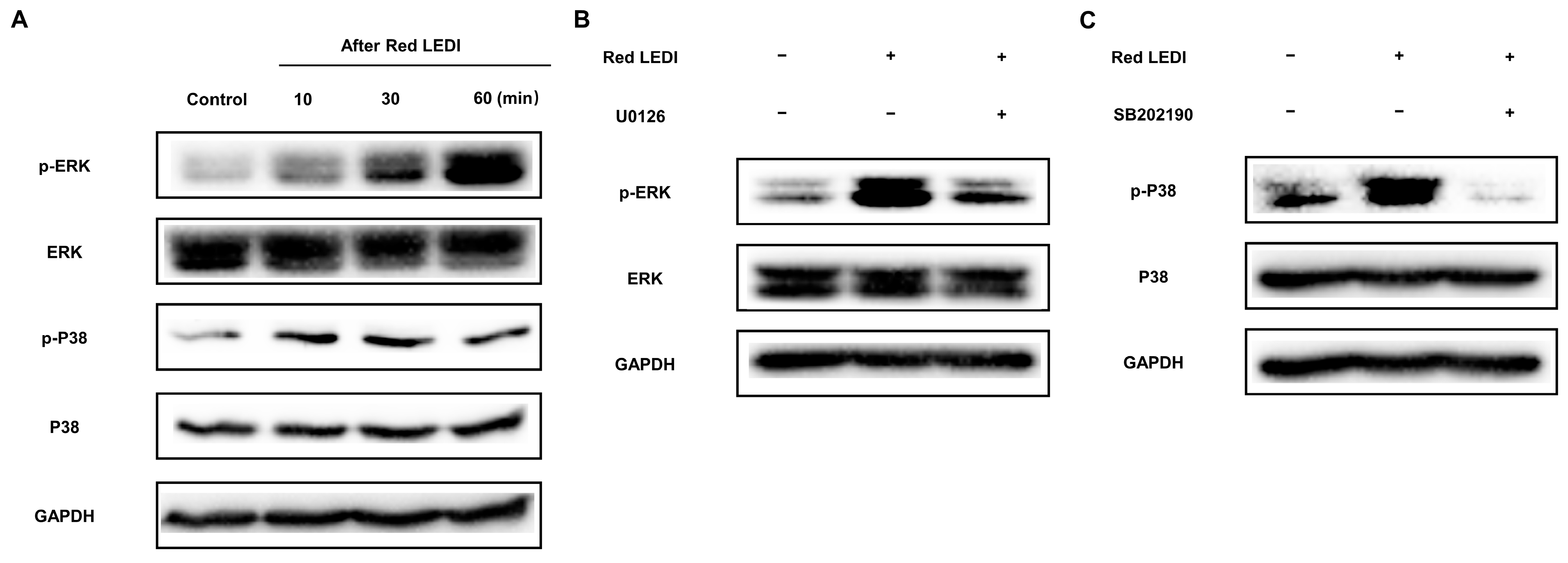 Ijms 24 09767 g004 Ijms 24 09767 g004