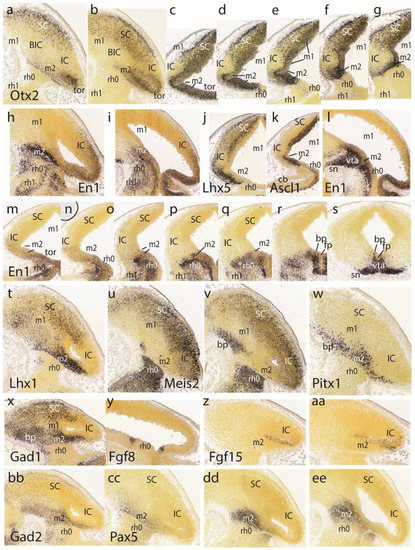 The Midbrain Preisthmus: A Poorly Known Effect of the Isthmic Organizer