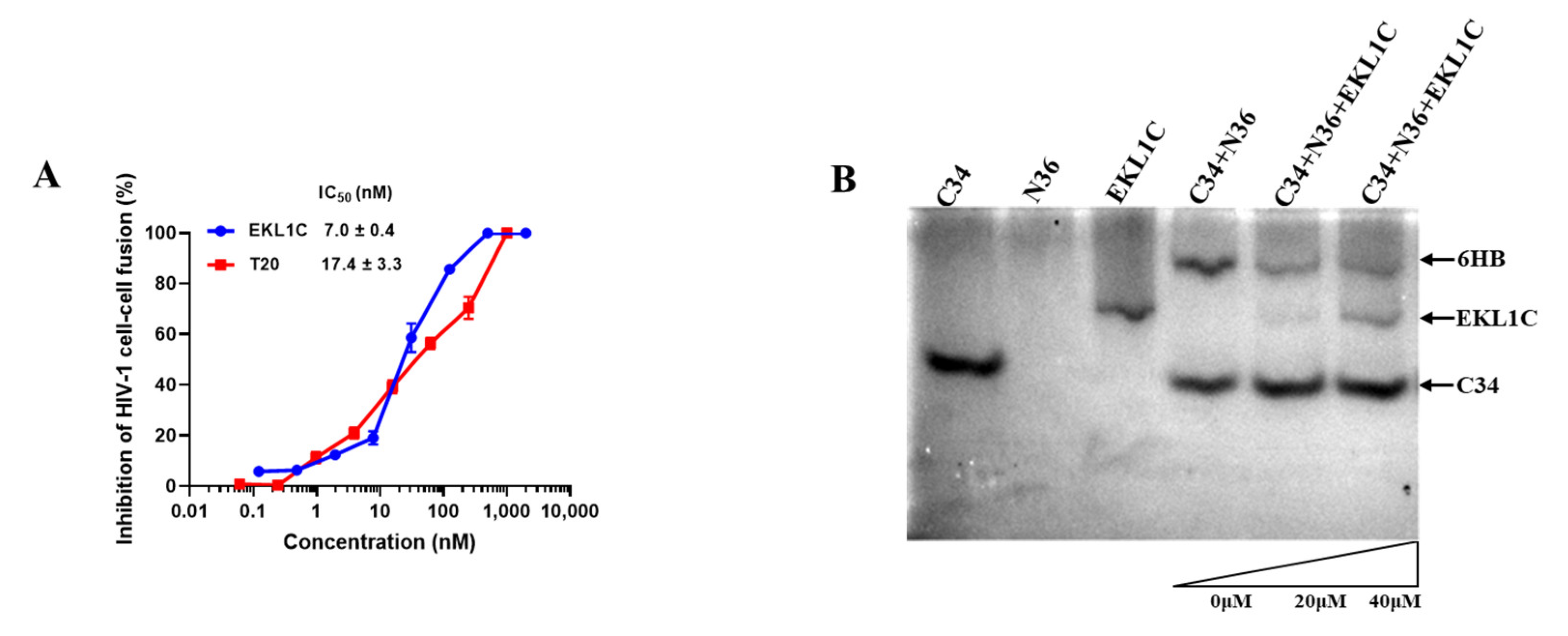 Ijms 24 09779 g004 Ijms 24 09779 g004