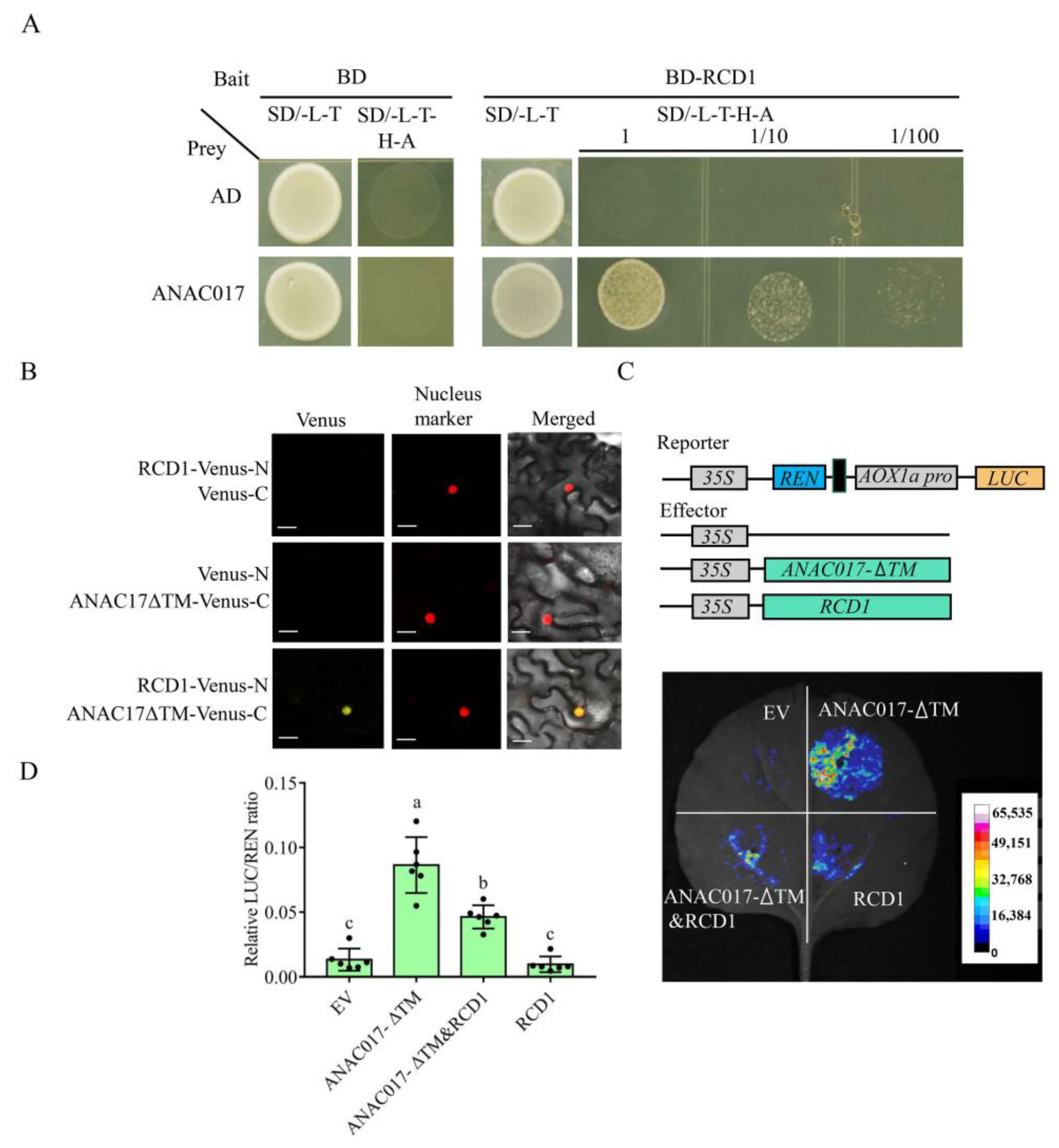 Ijms 24 09793 g003 Ijms 24 09793 g003