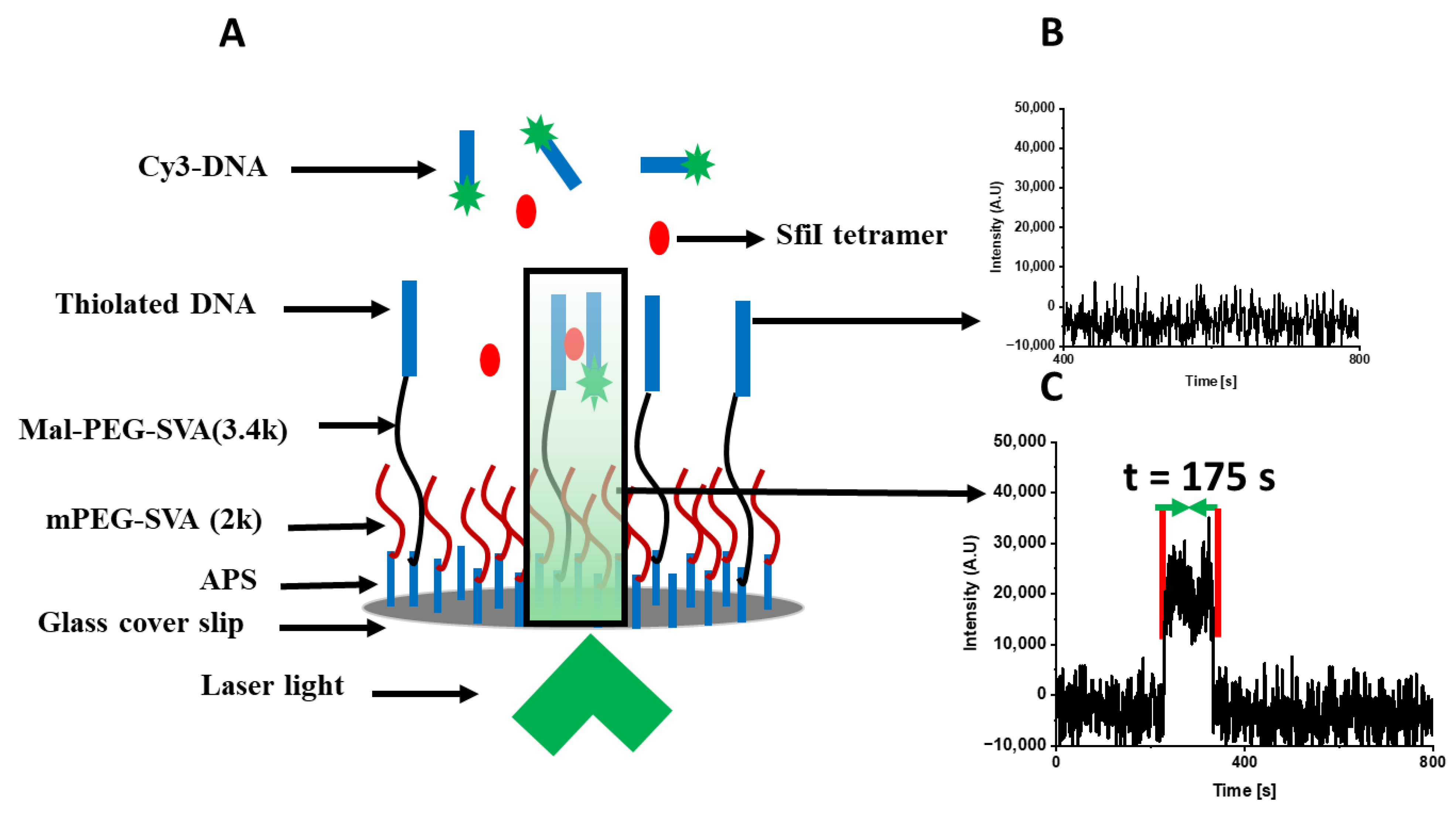 Ijms 24 09800 g001 Ijms 24 09800 g001