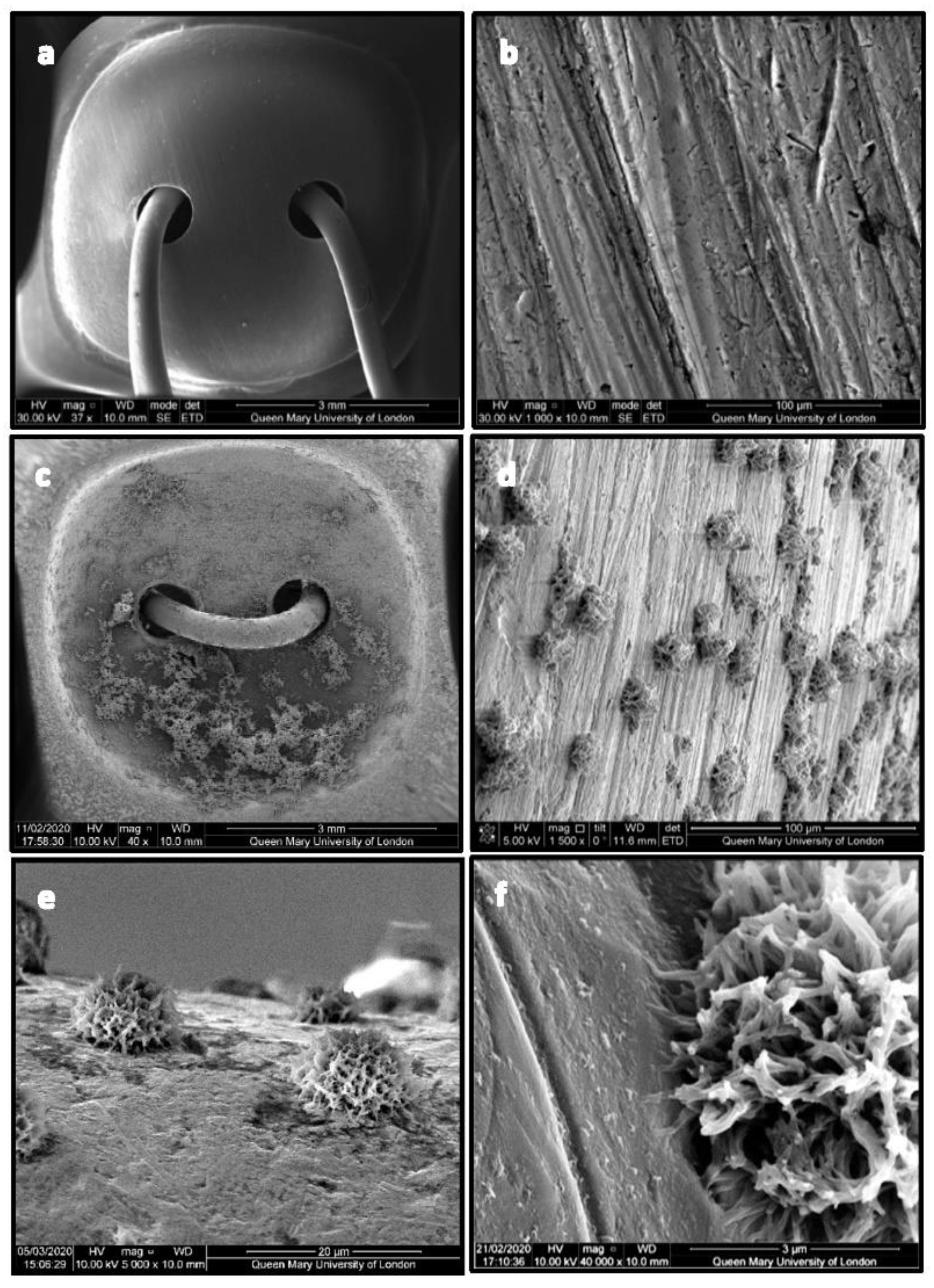 Ijms 24 09801 g003 Ijms 24 09801 g003