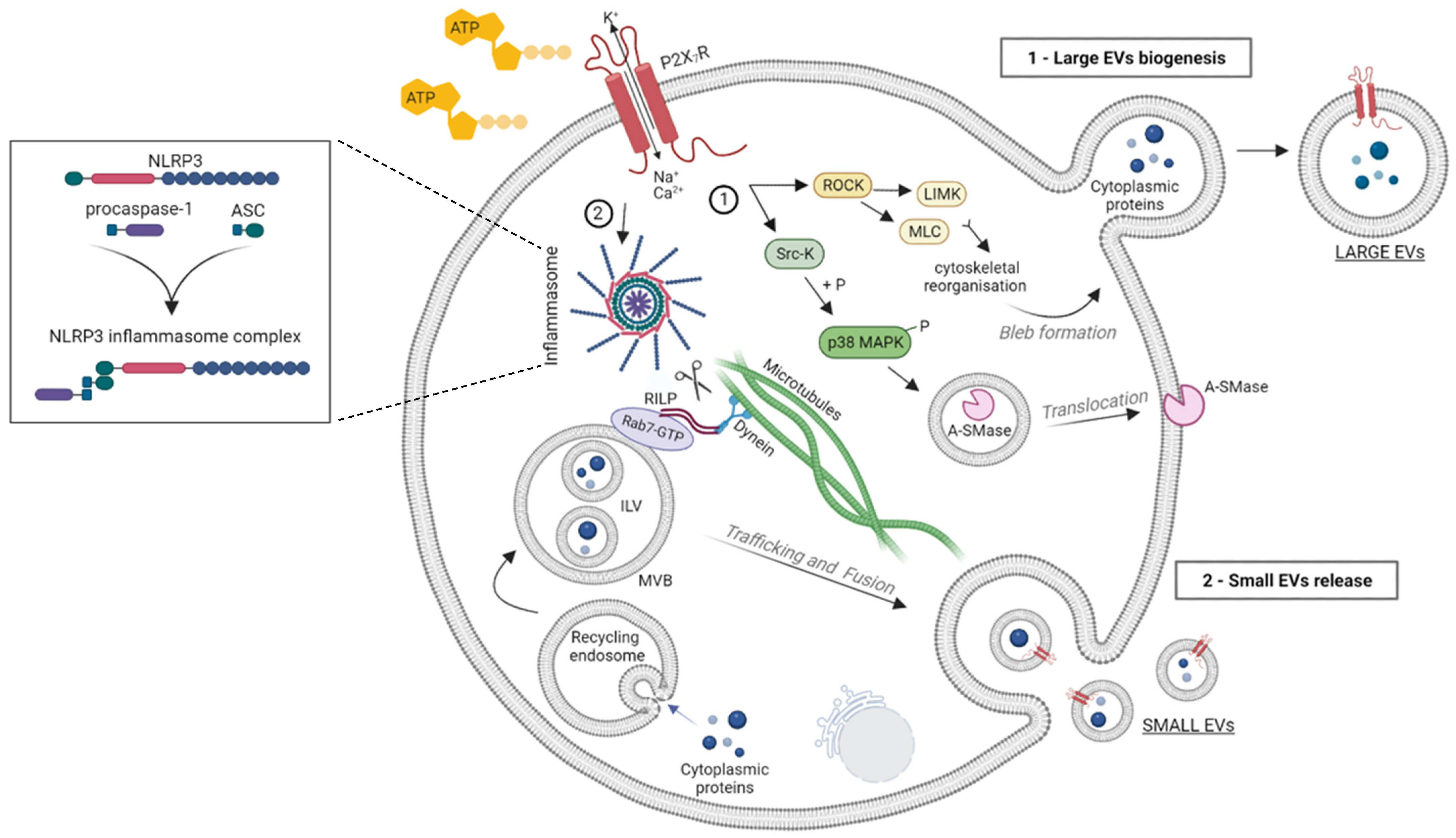 Ijms 24 09805 g001 Ijms 24 09805 g001