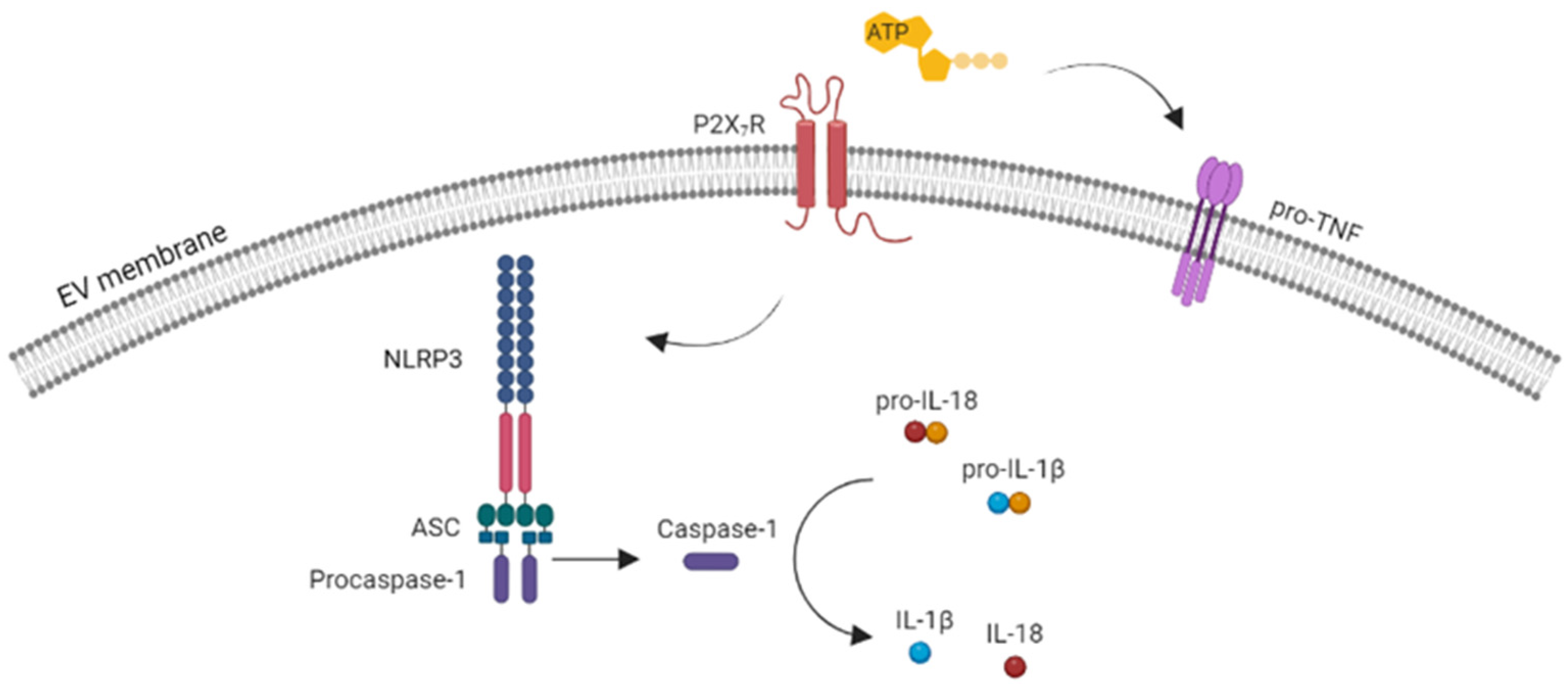 Ijms 24 09805 g002 Ijms 24 09805 g002