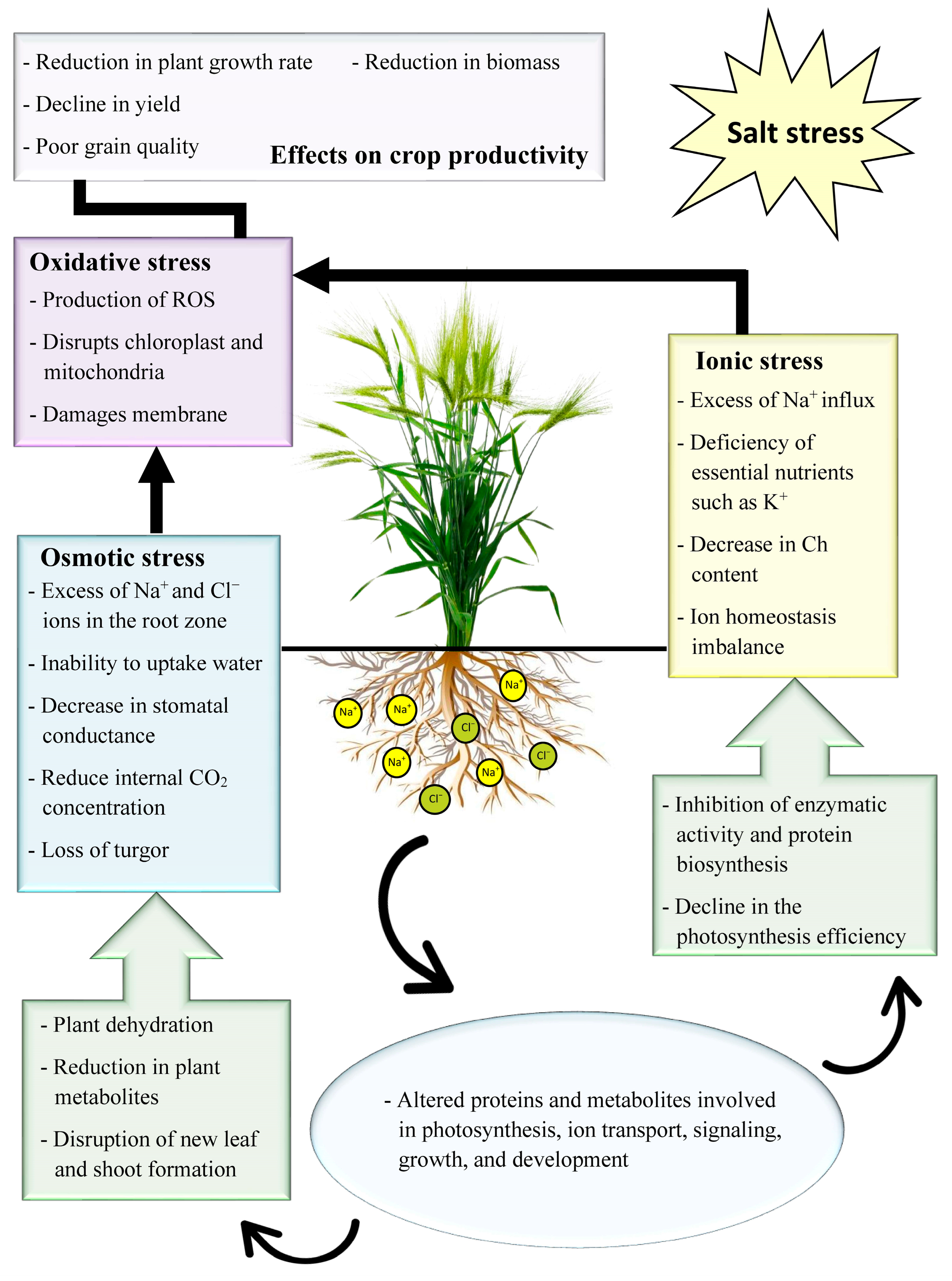 Phenotype of wild-type Supi 3 and mutant wh. (A) spikes, (B) leaf