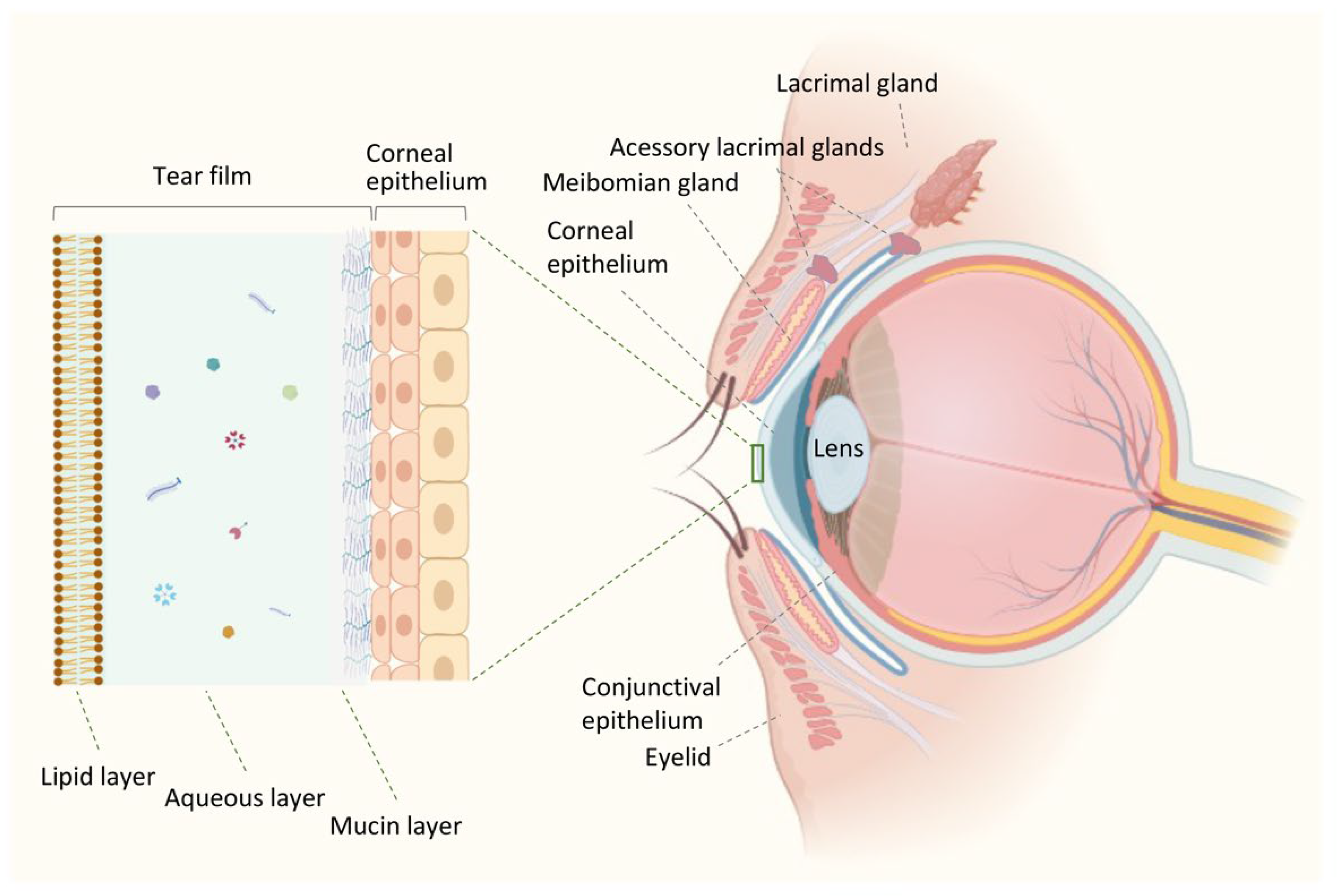 Ocular Immunology and Inflammation: Vol 31, No 6