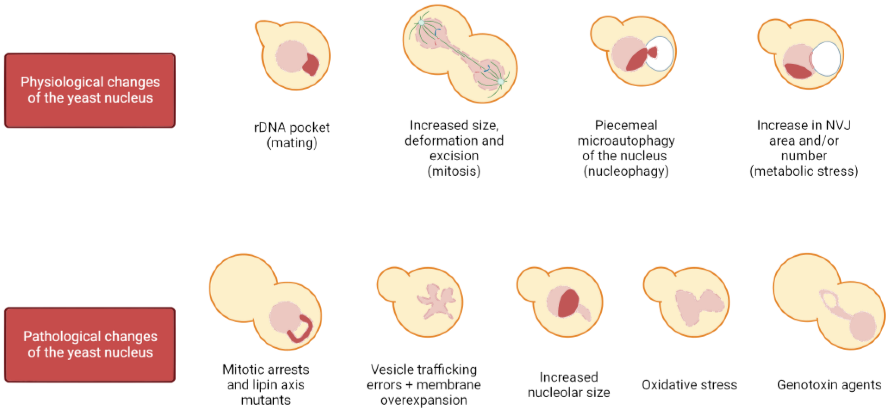 Ijms 24 09829 g001 Ijms 24 09829 g001