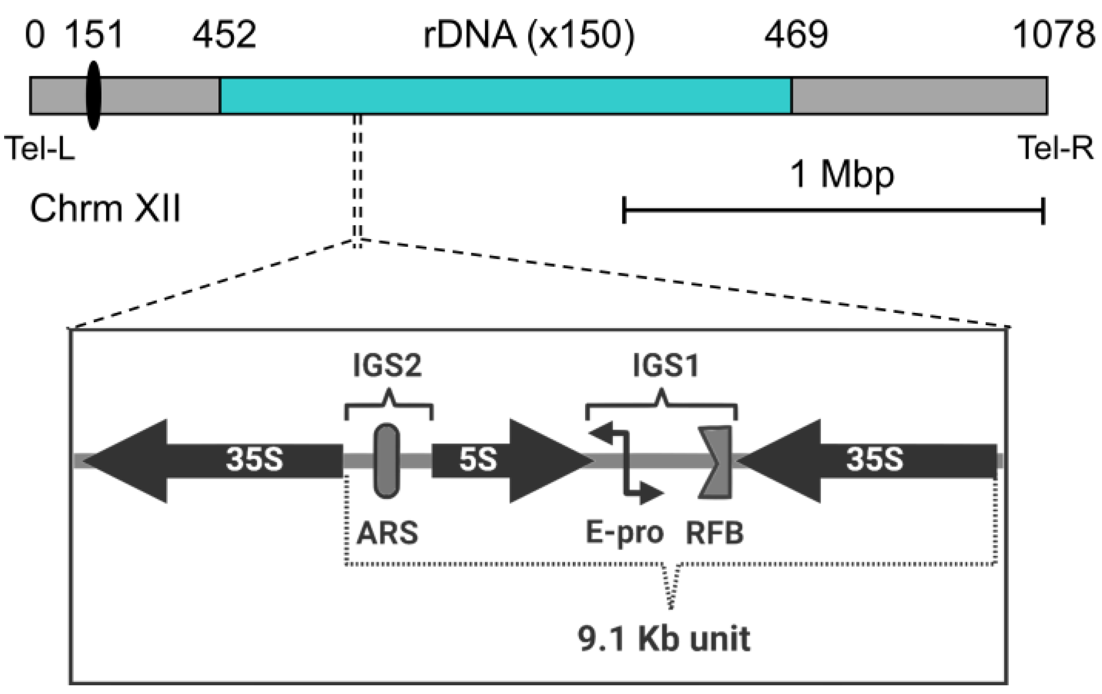 Ijms 24 09829 g002 Ijms 24 09829 g002
