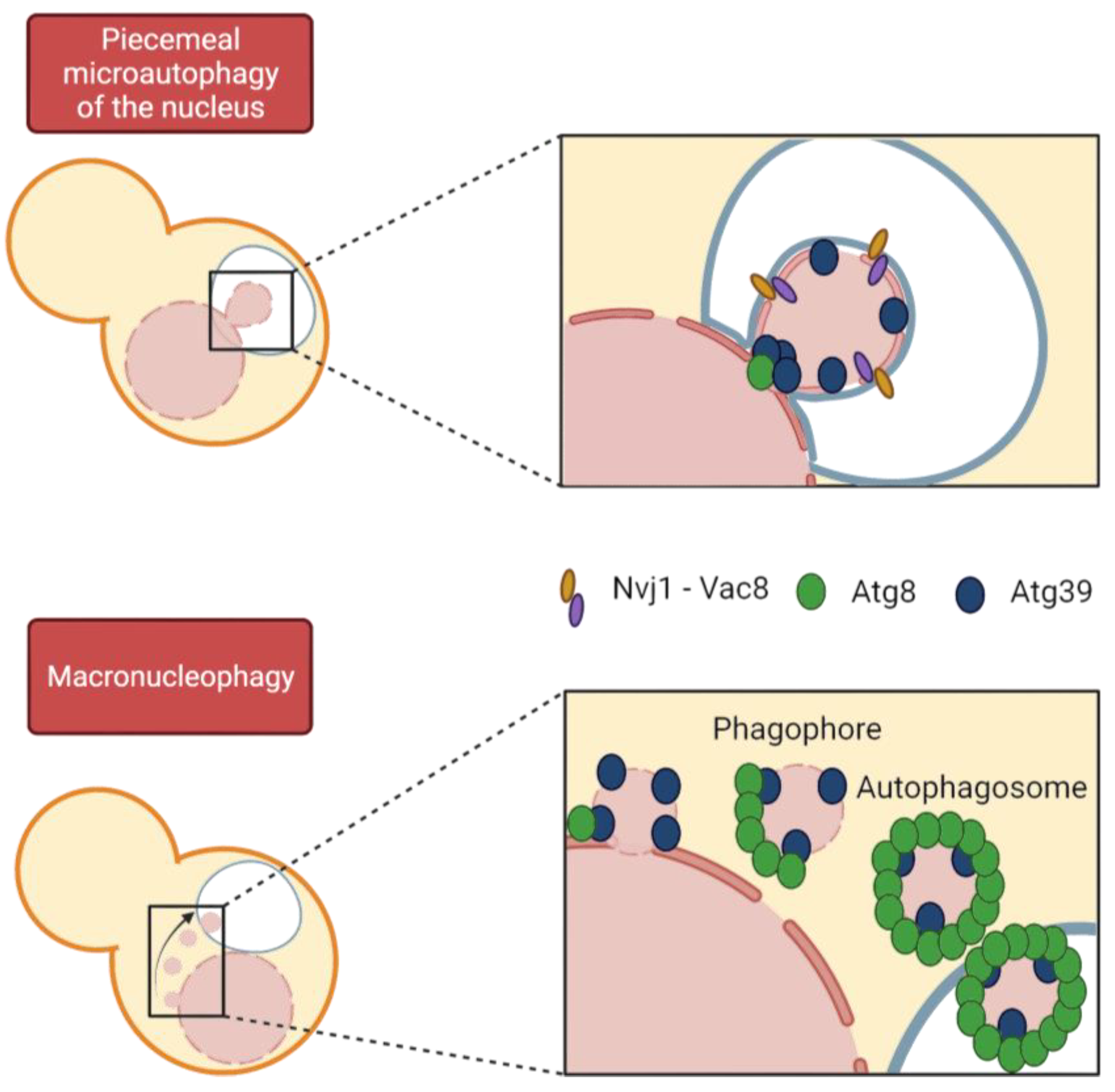 Ijms 24 09829 g005 Ijms 24 09829 g005