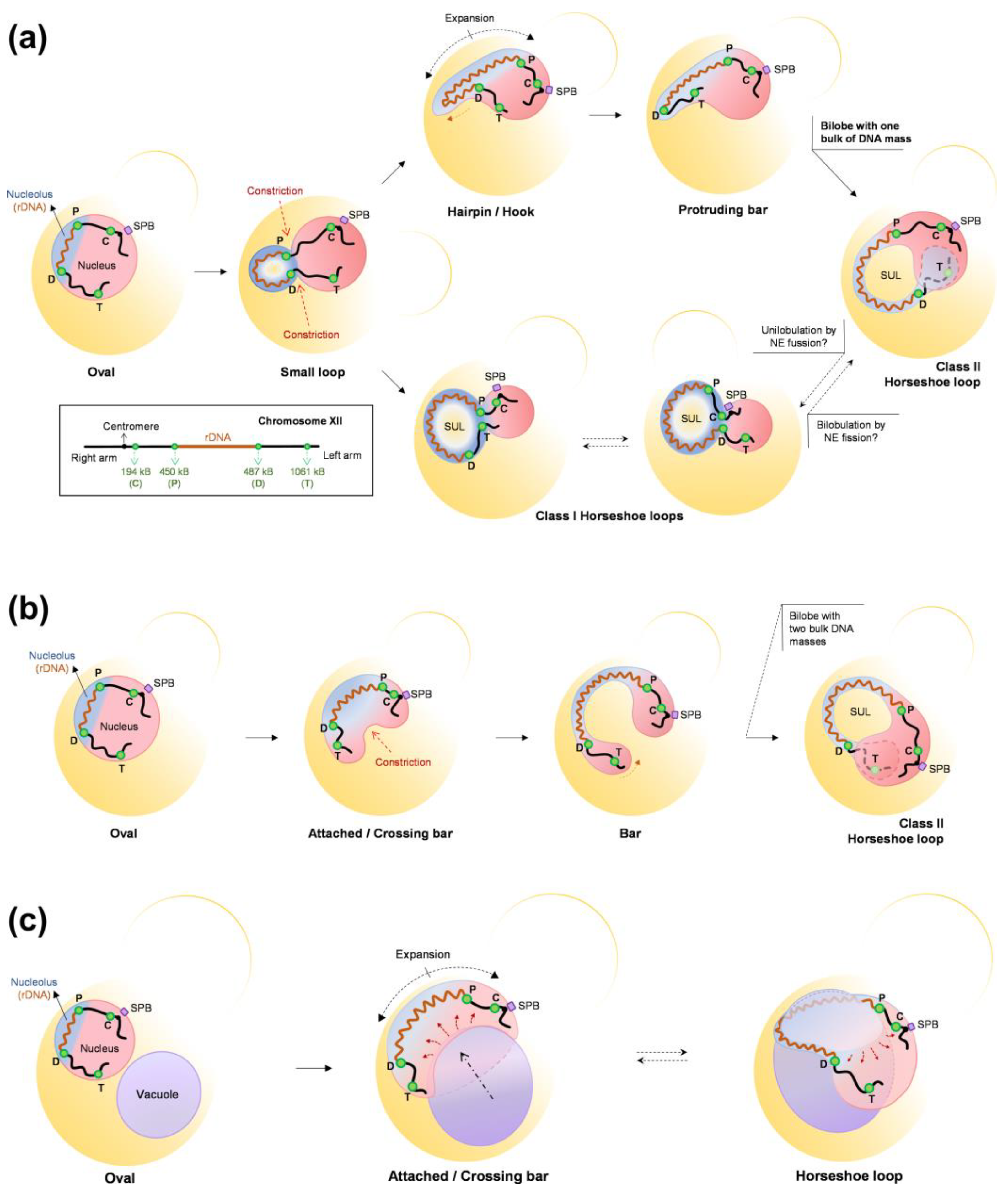 Ijms 24 09829 g007 Ijms 24 09829 g007