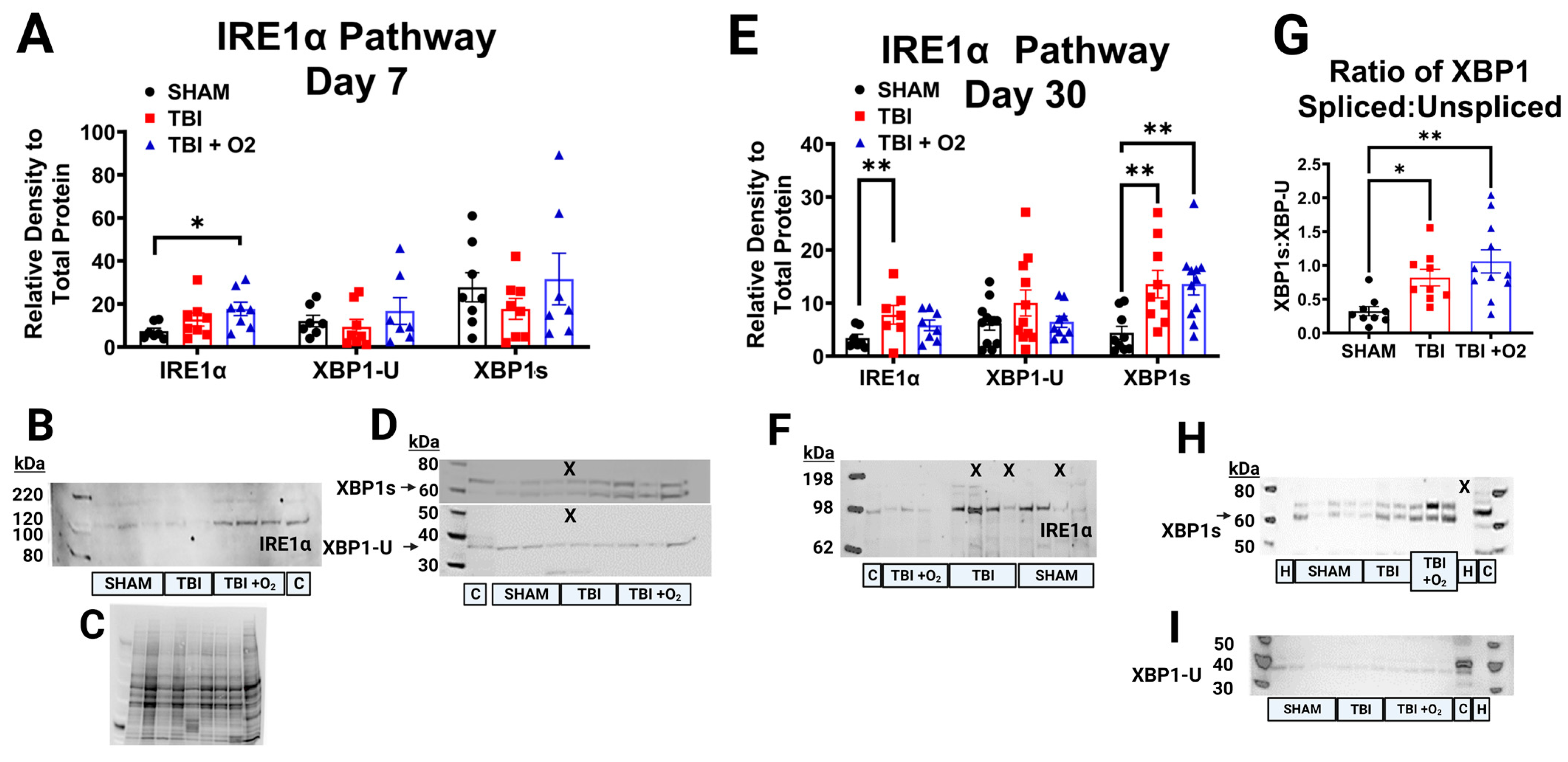 Ijms 24 09831 g006 Ijms 24 09831 g006