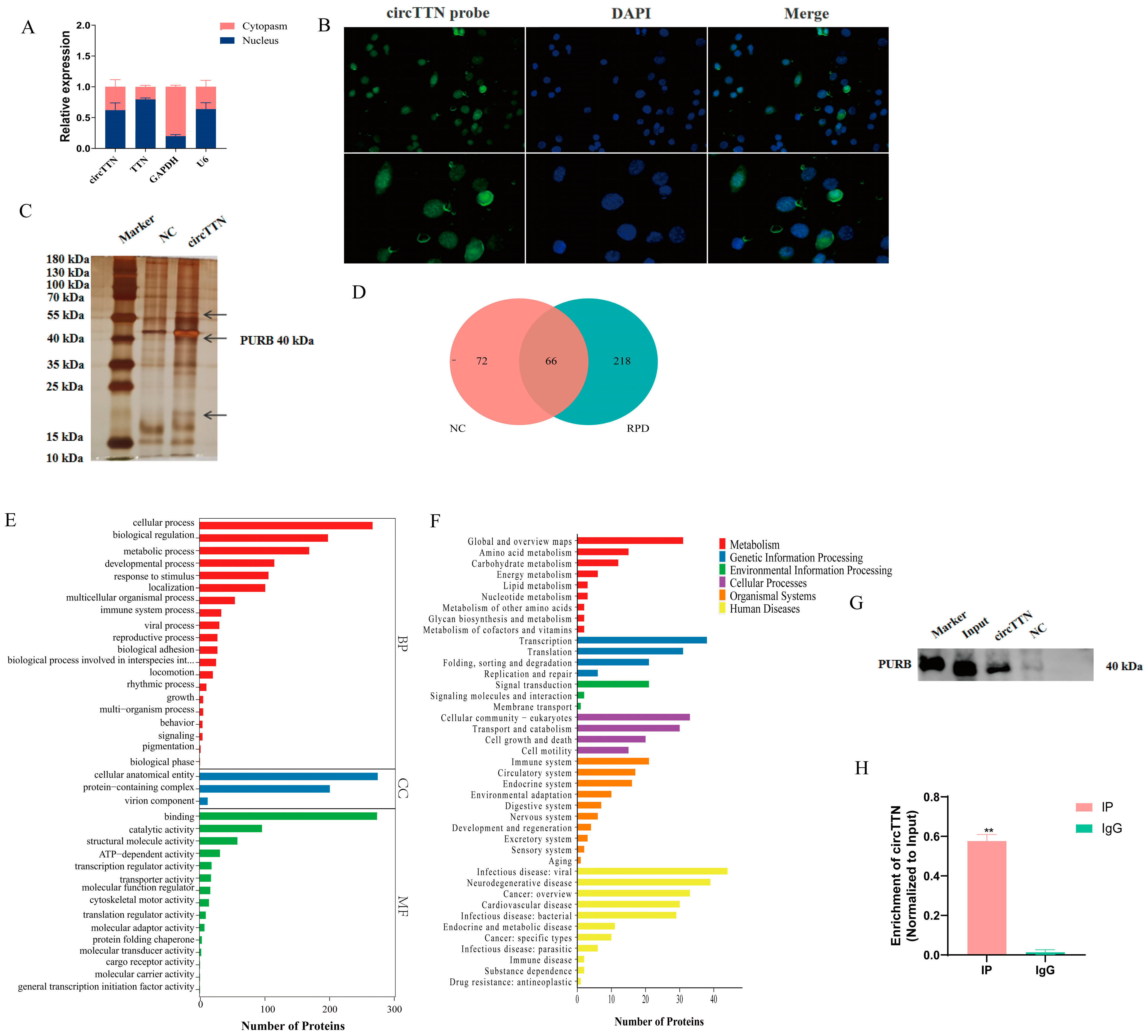 Ijms 24 09859 g005 Ijms 24 09859 g005